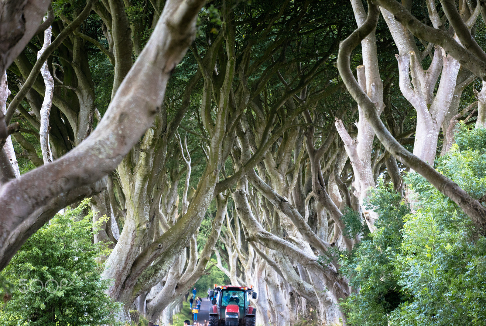 Sigma 150mm f/2.8 EX DG OS HSM APO Macro sample photo. Magical forest, northern ireland photography
