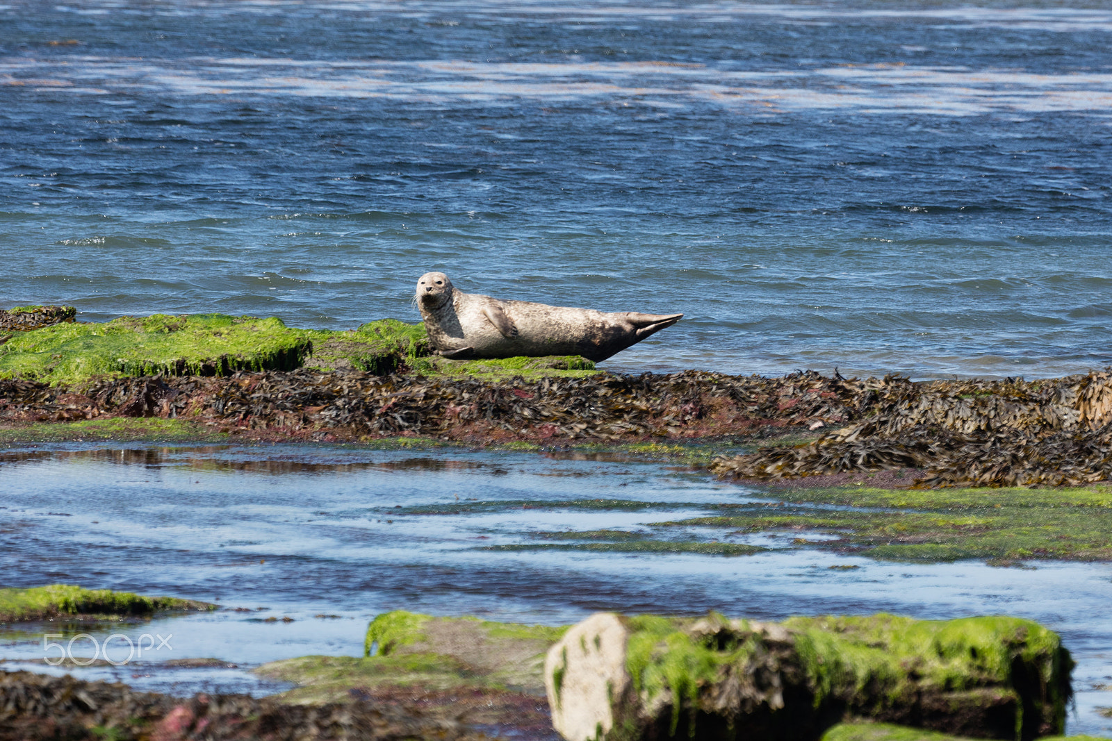 Sigma 150mm f/2.8 EX DG OS HSM APO Macro sample photo. Sea lion in ireland photography