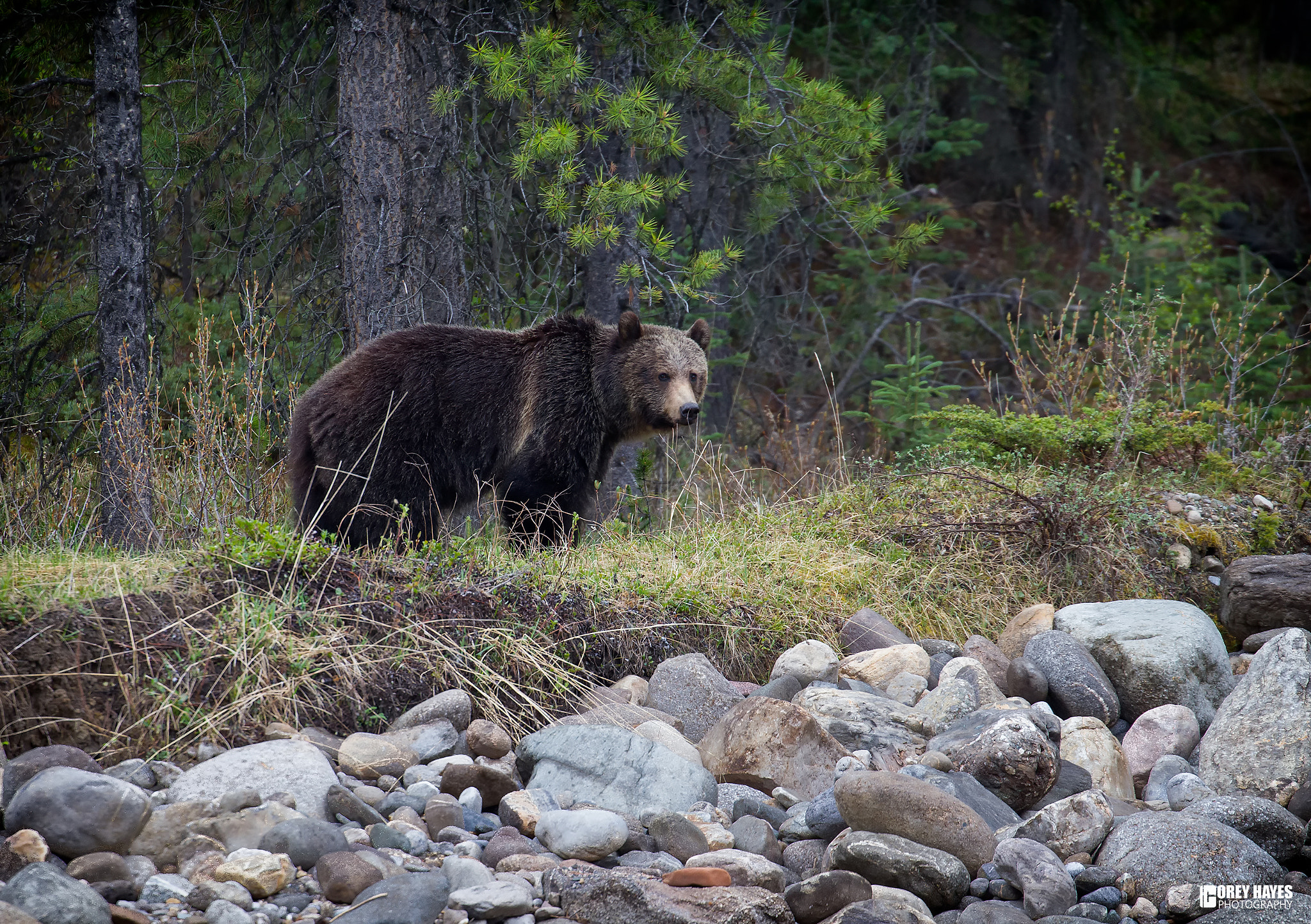 Canon EOS-1D Mark IV sample photo. Brown bear photography