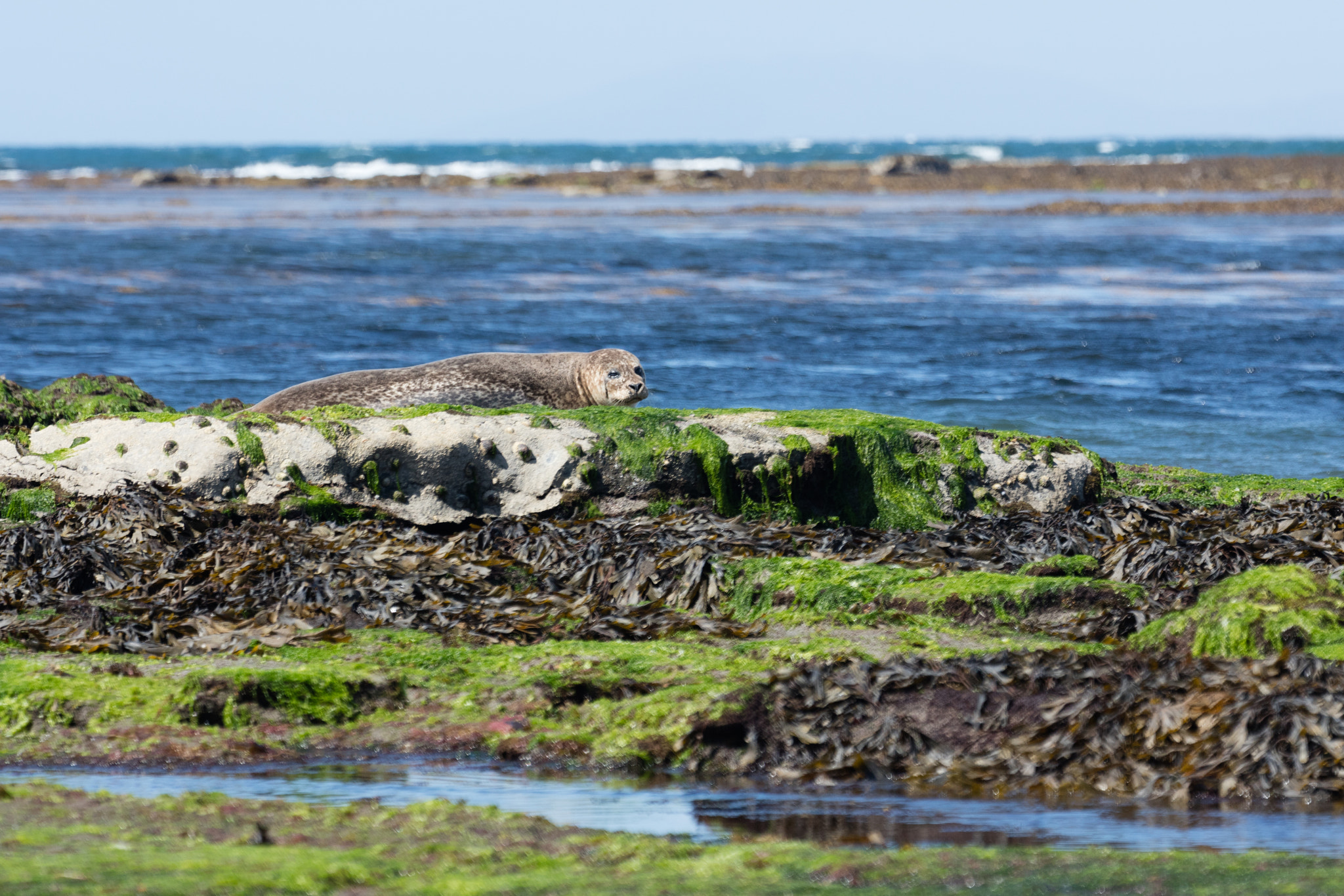 Sigma 150mm f/2.8 EX DG OS HSM APO Macro sample photo. Sea lion in ireland photography