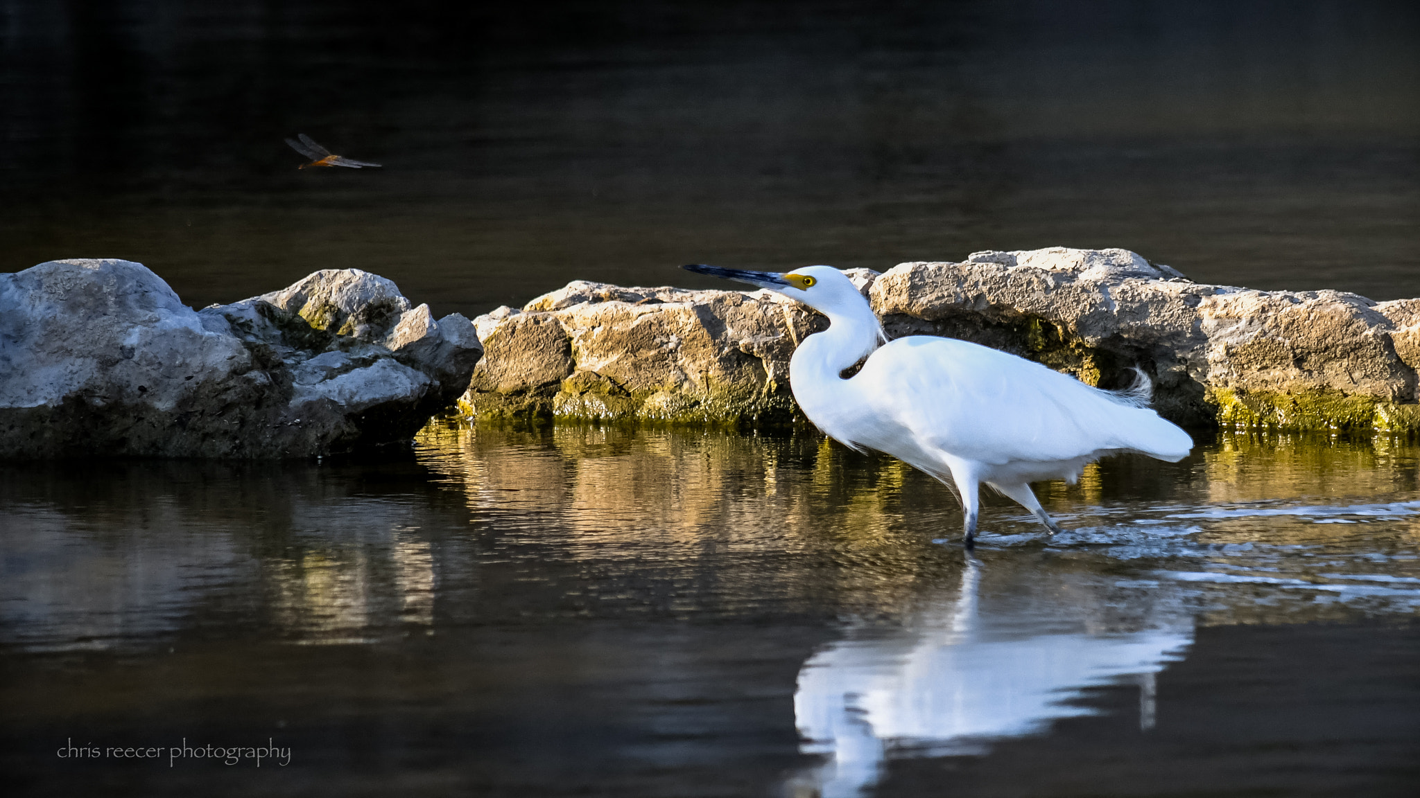 Nikon D500 sample photo. Eye to fly photography