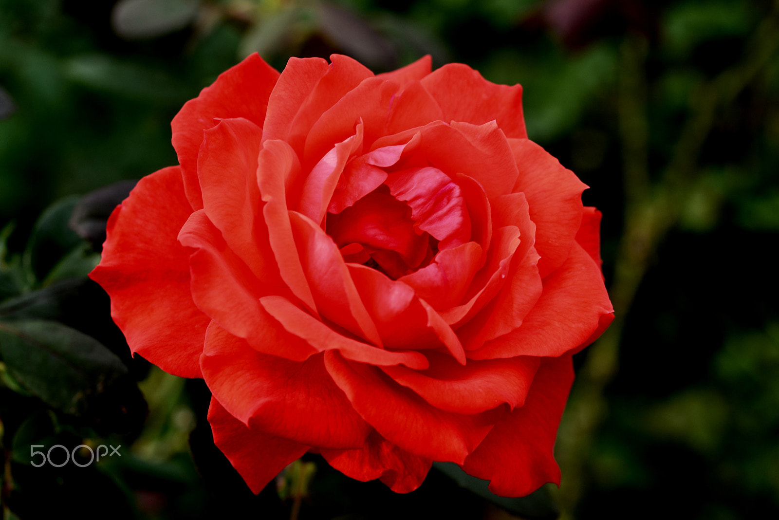Nikon D600 sample photo. Vermilion king photography