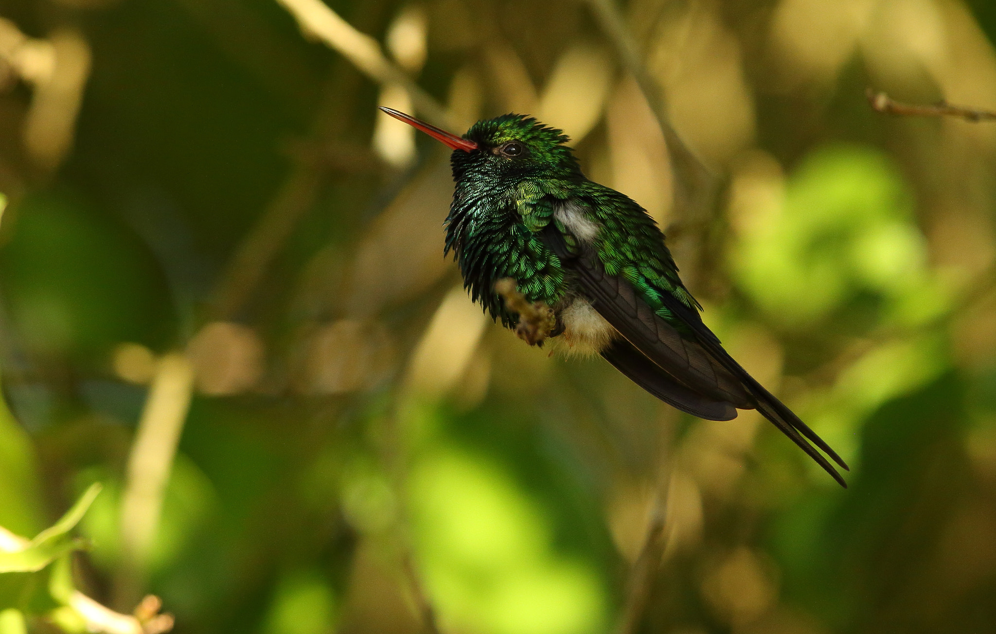 Canon EF 300mm F2.8L IS USM sample photo. Cozumel emerald - chlorostilbon forficatus photography