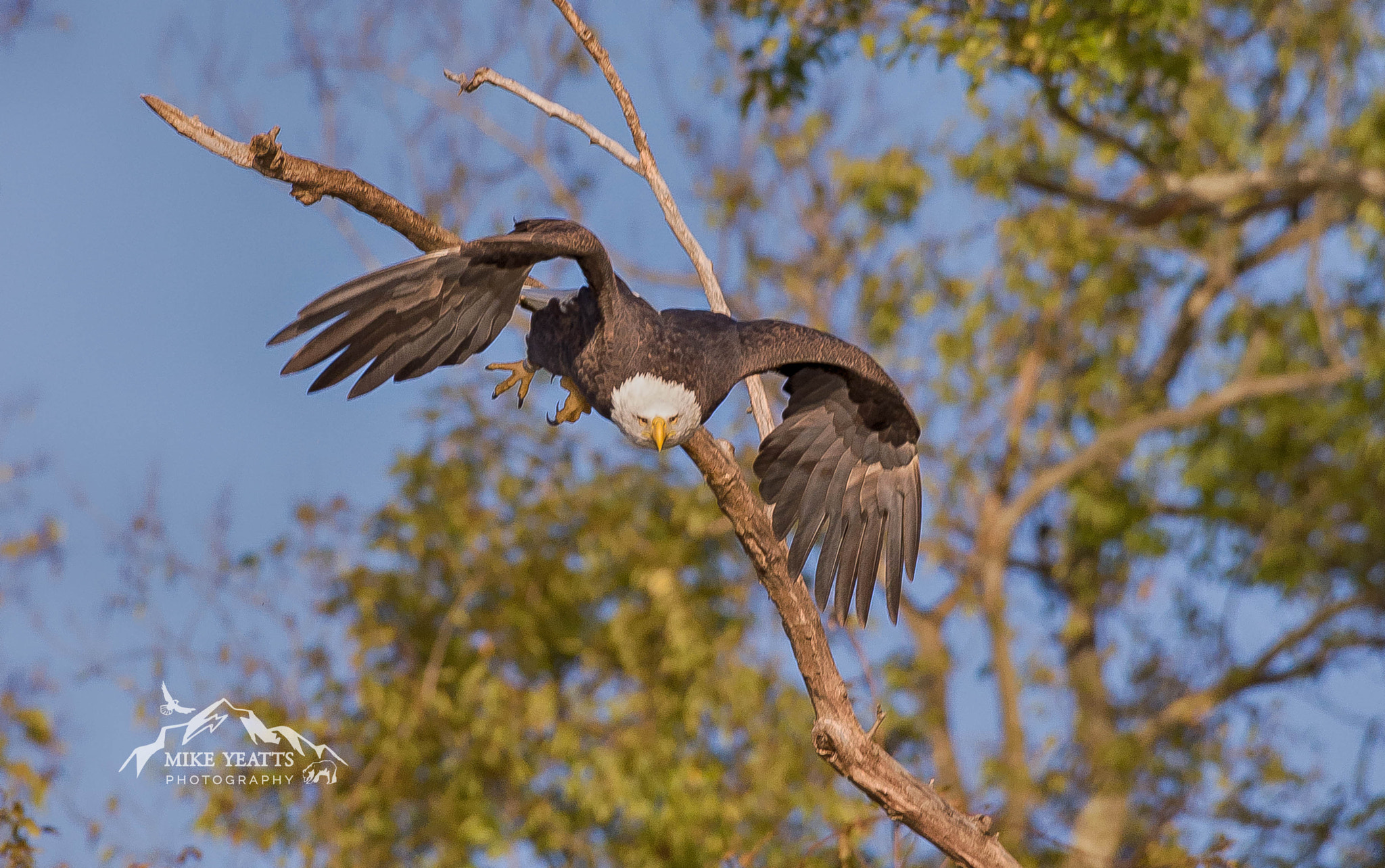 Nikon AF-S Nikkor 200-500mm F5.6E ED VR sample photo. Leap of faith photography