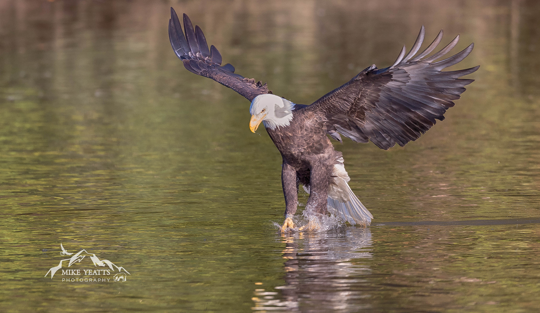 Nikon AF-S Nikkor 200-500mm F5.6E ED VR sample photo. Feet wet photography