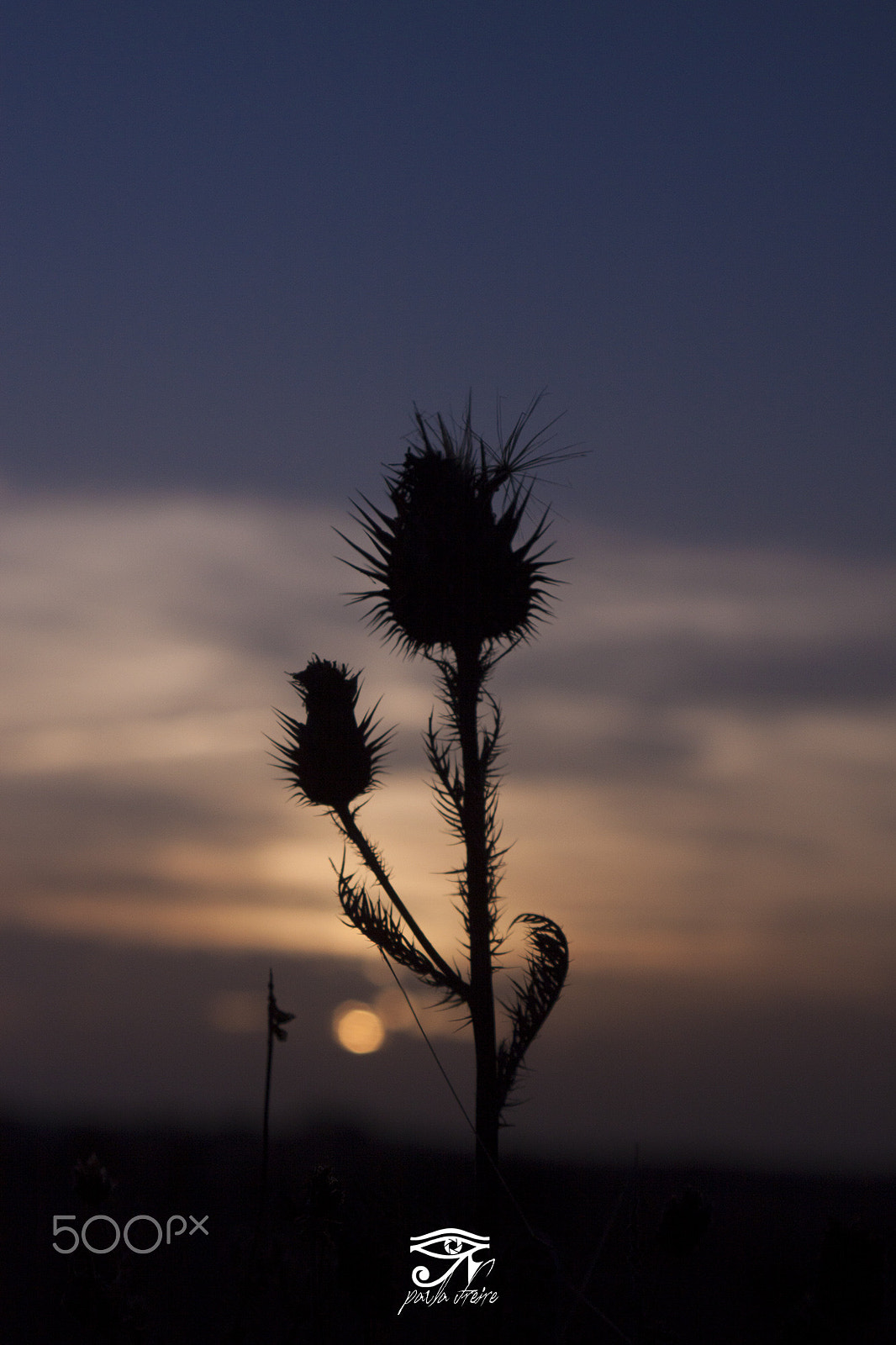Canon EF 28-105mm f/3.5-4.5 USM sample photo. Cardo photography
