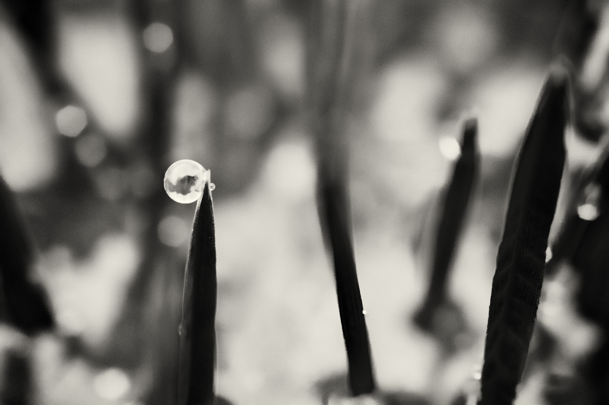 Pentax K-3 II + A Series Lens sample photo. Bwm raindrop on grass photography