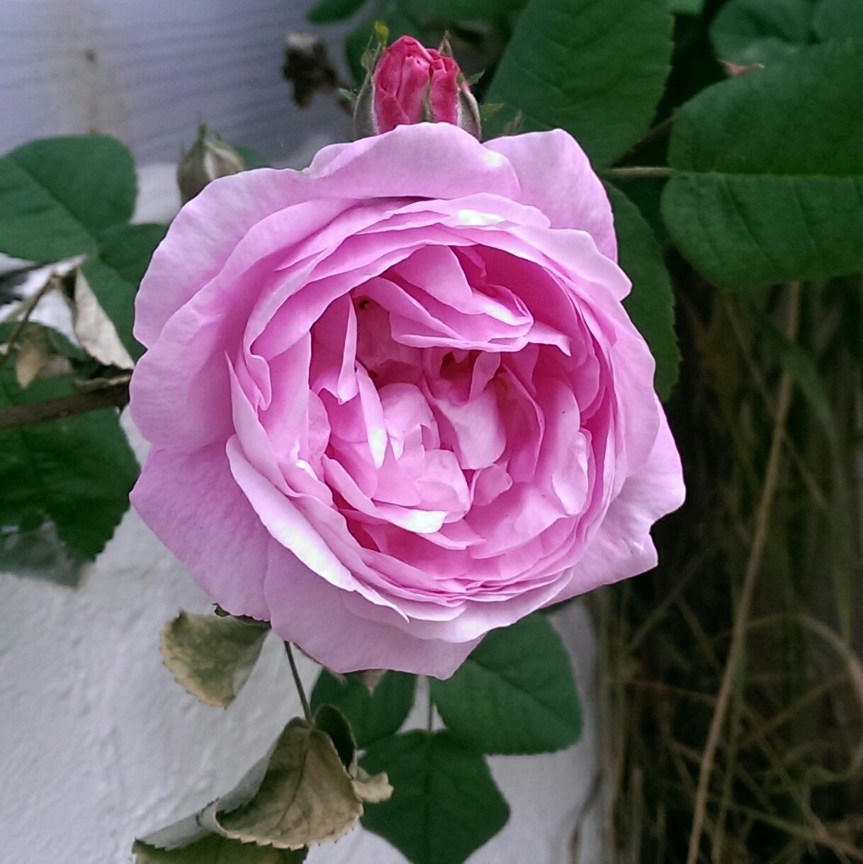 HTC ONE sample photo