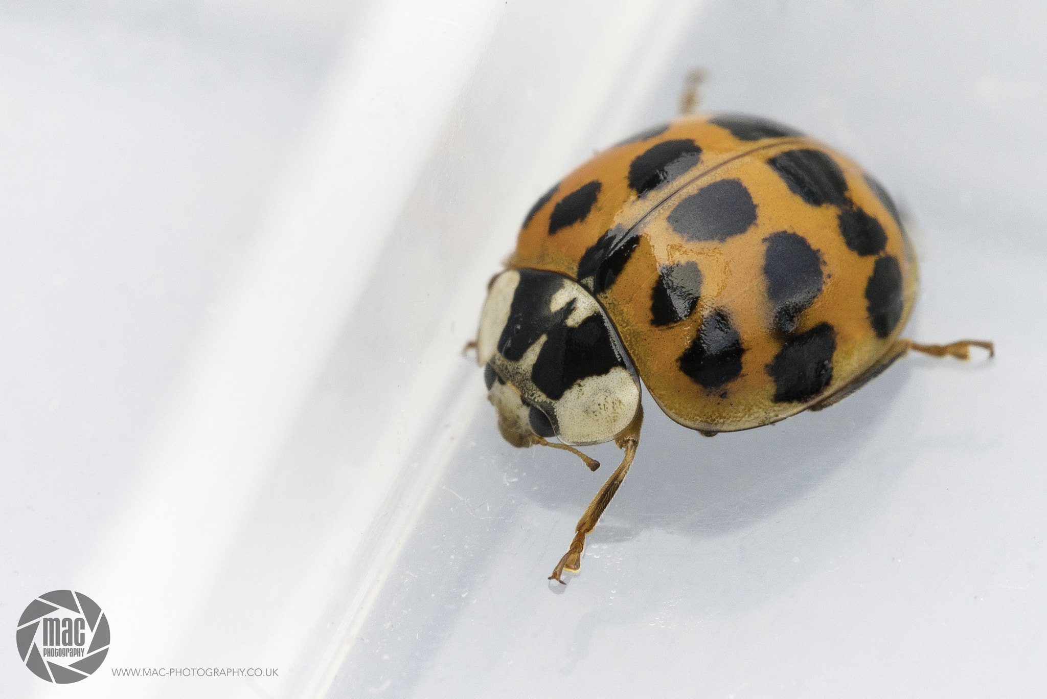 Tamron 18-270mm F3.5-6.3 Di II PZD sample photo. Ladybird photography