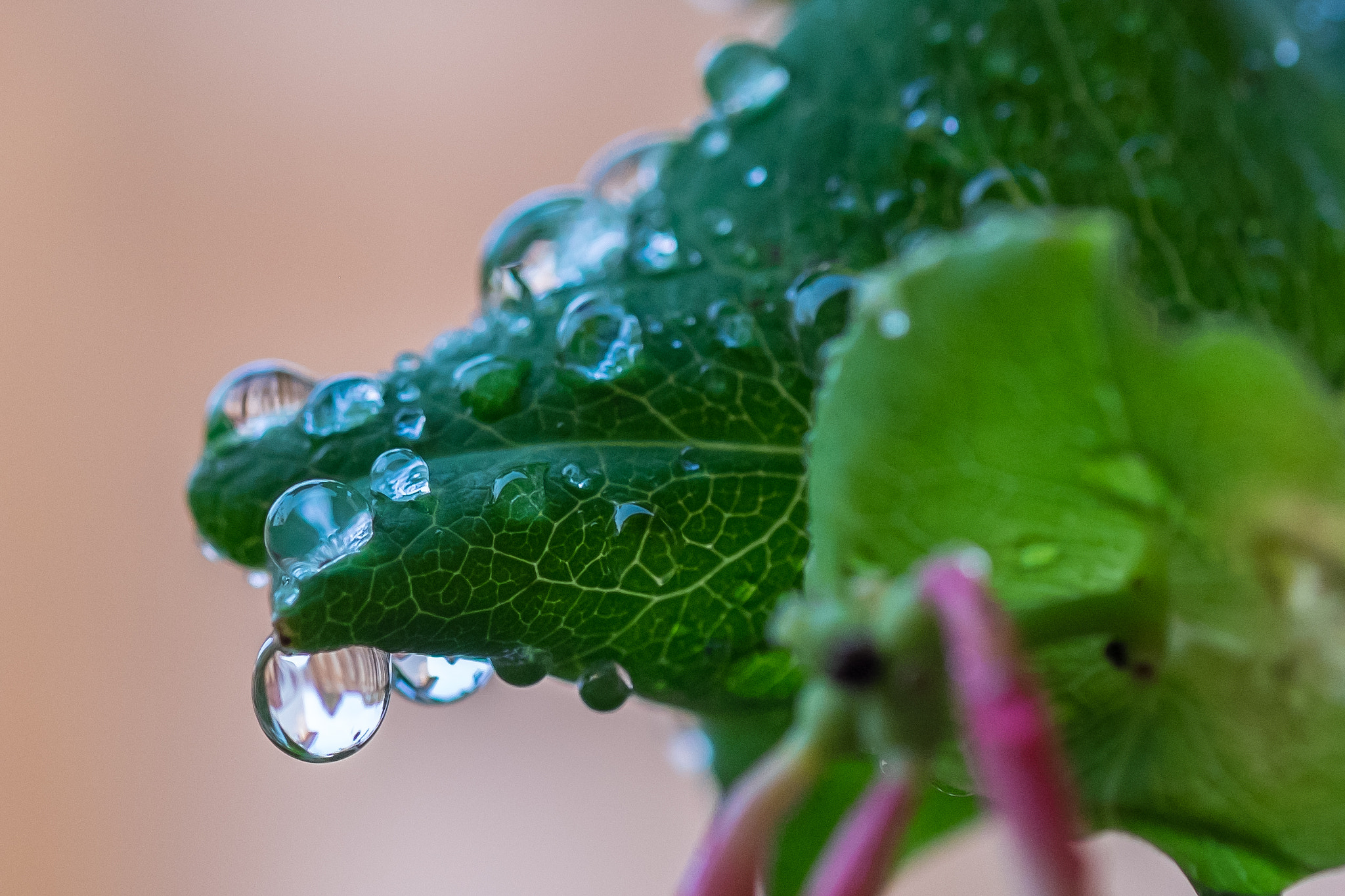 Fujifilm X-T1 + Fujifilm XF 60mm F2.4 R Macro sample photo. Droplets photography