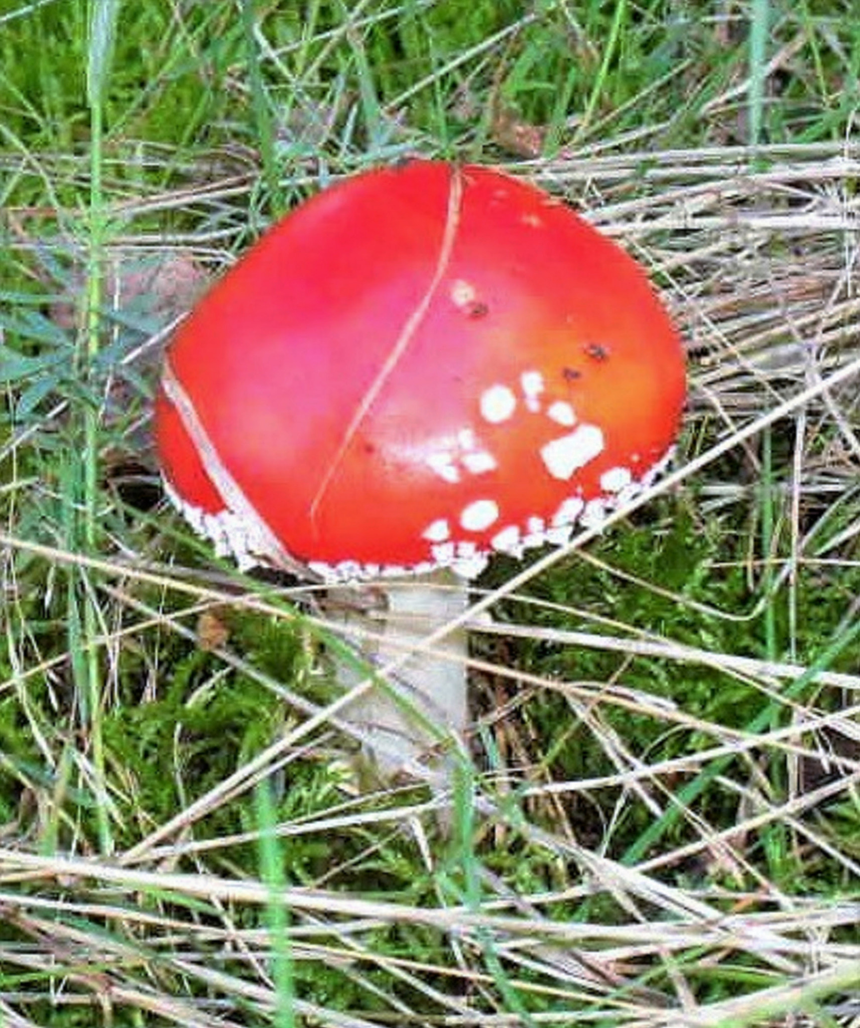 Samsung ES55,ES57 / VLUU ES55 /  SL102 sample photo. Toadstool photography