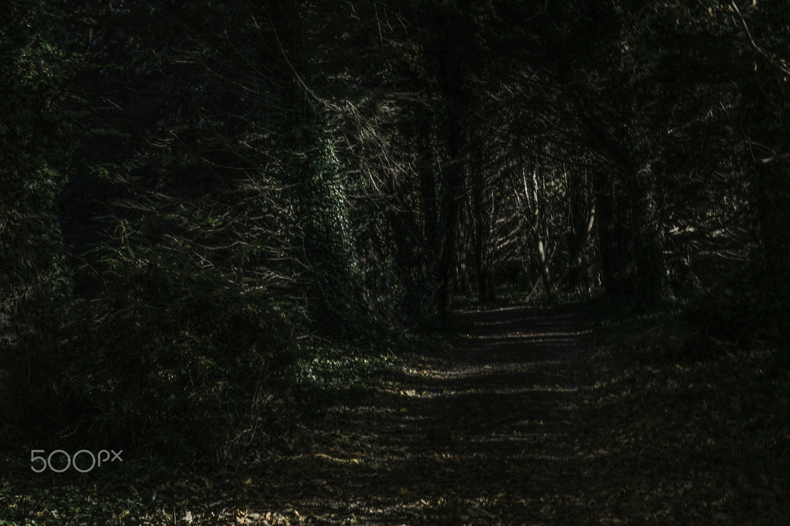 E 32mm F1.8 sample photo. Secret forest photography