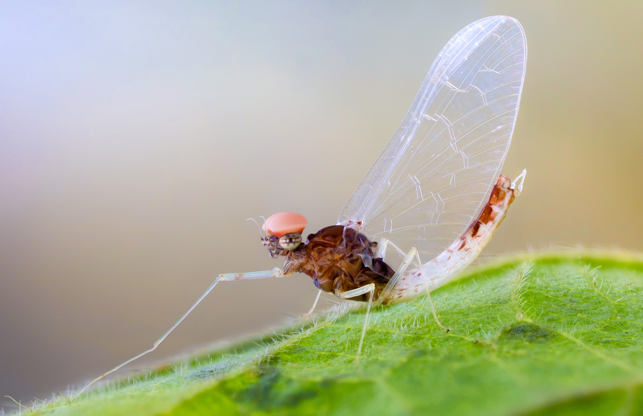 Canon EOS 760D (EOS Rebel T6s / EOS 8000D) + Canon MP-E 65mm F2.5 1-5x Macro Photo sample photo. Mayfly  ♂ photography