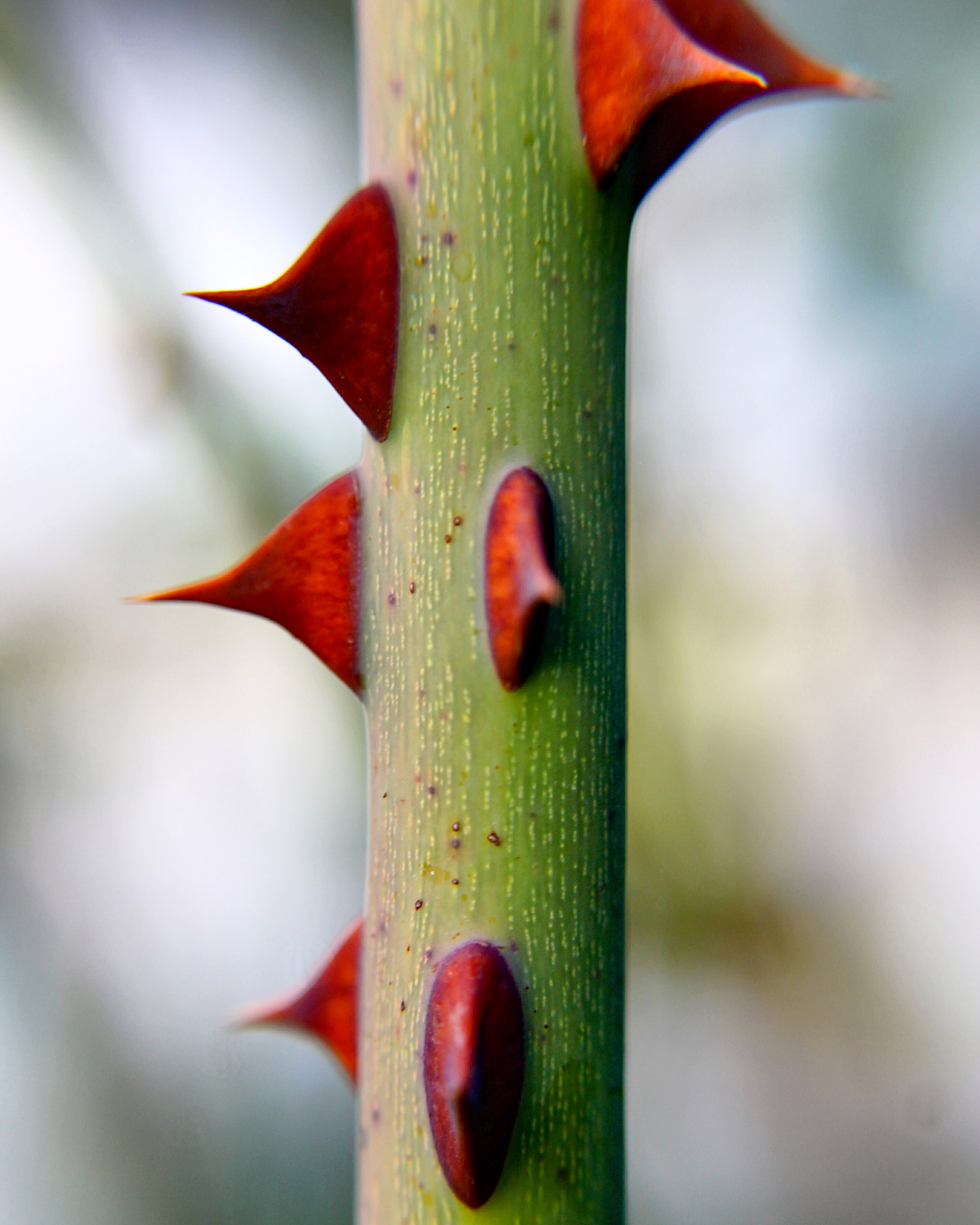 Canon EF-S 18-55mm F3.5-5.6 III sample photo. Thorns photography