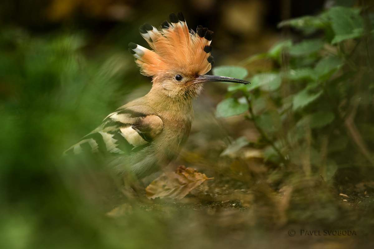 Nikon D5 + Nikon AF-S Nikkor 400mm F2.8E FL ED VR sample photo. Hoopoe photography