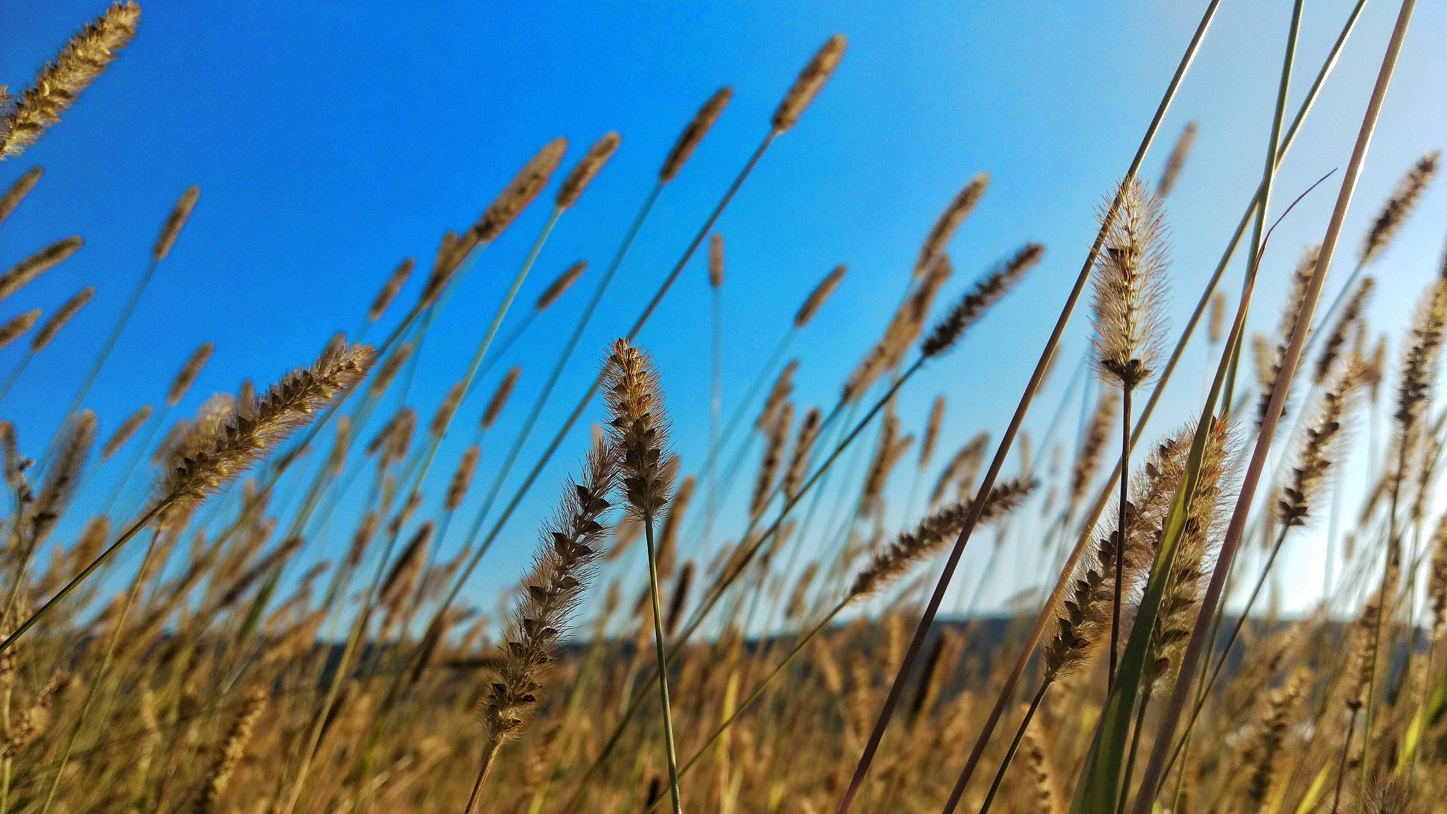 HTC M9 sample photo. Grains photography