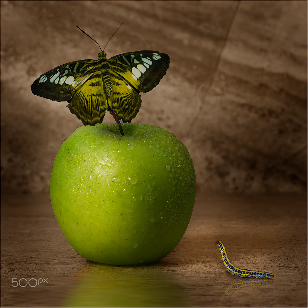 Nikon AF Micro-Nikkor 60mm F2.8D sample photo. Butterfly apple photography