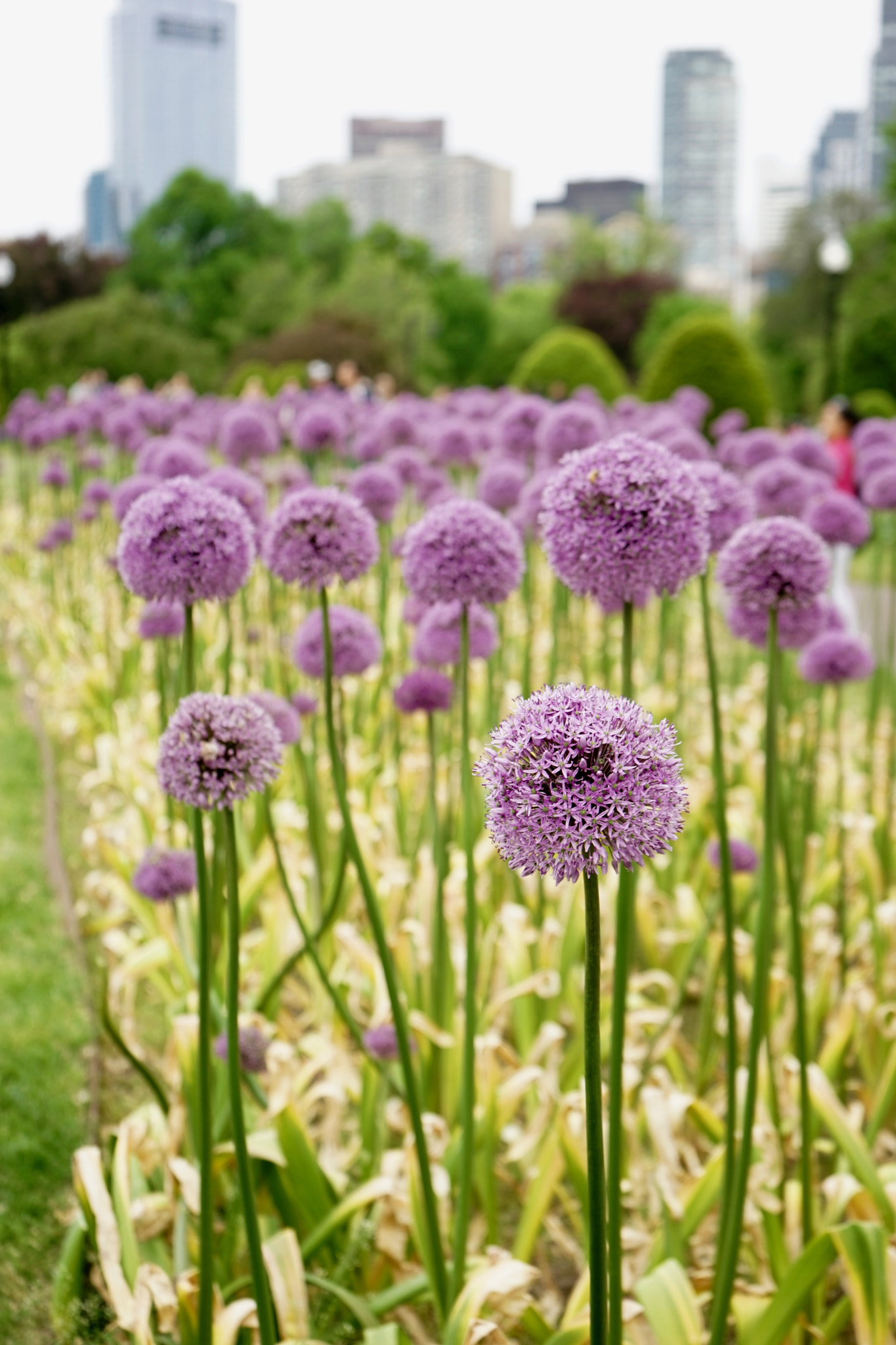 Tamron 18-200mm F3.5-6.3 Di III VC sample photo. Flowers photography