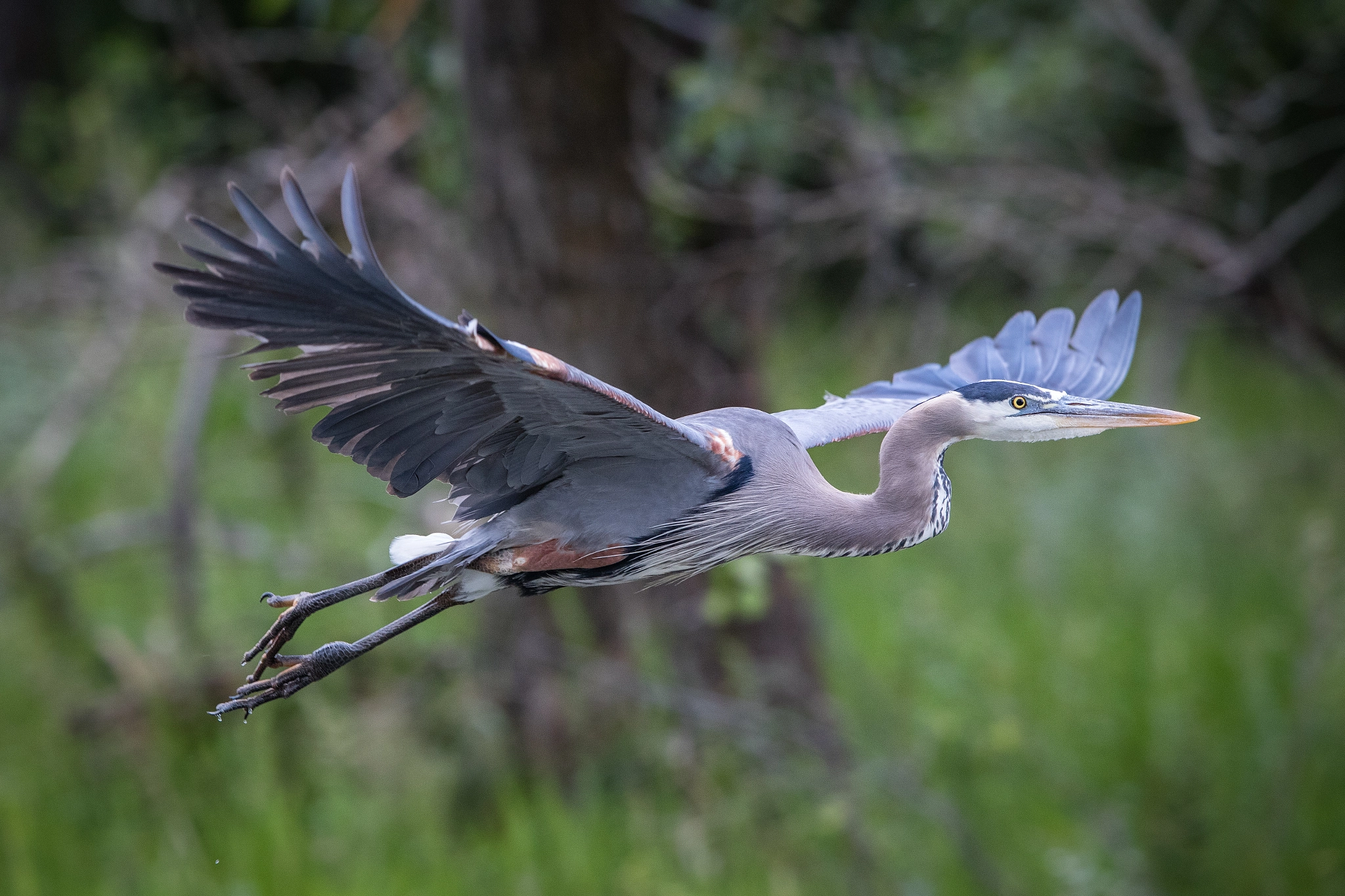 Canon EF 400mm F2.8L IS II USM sample photo. Great blue heron photography
