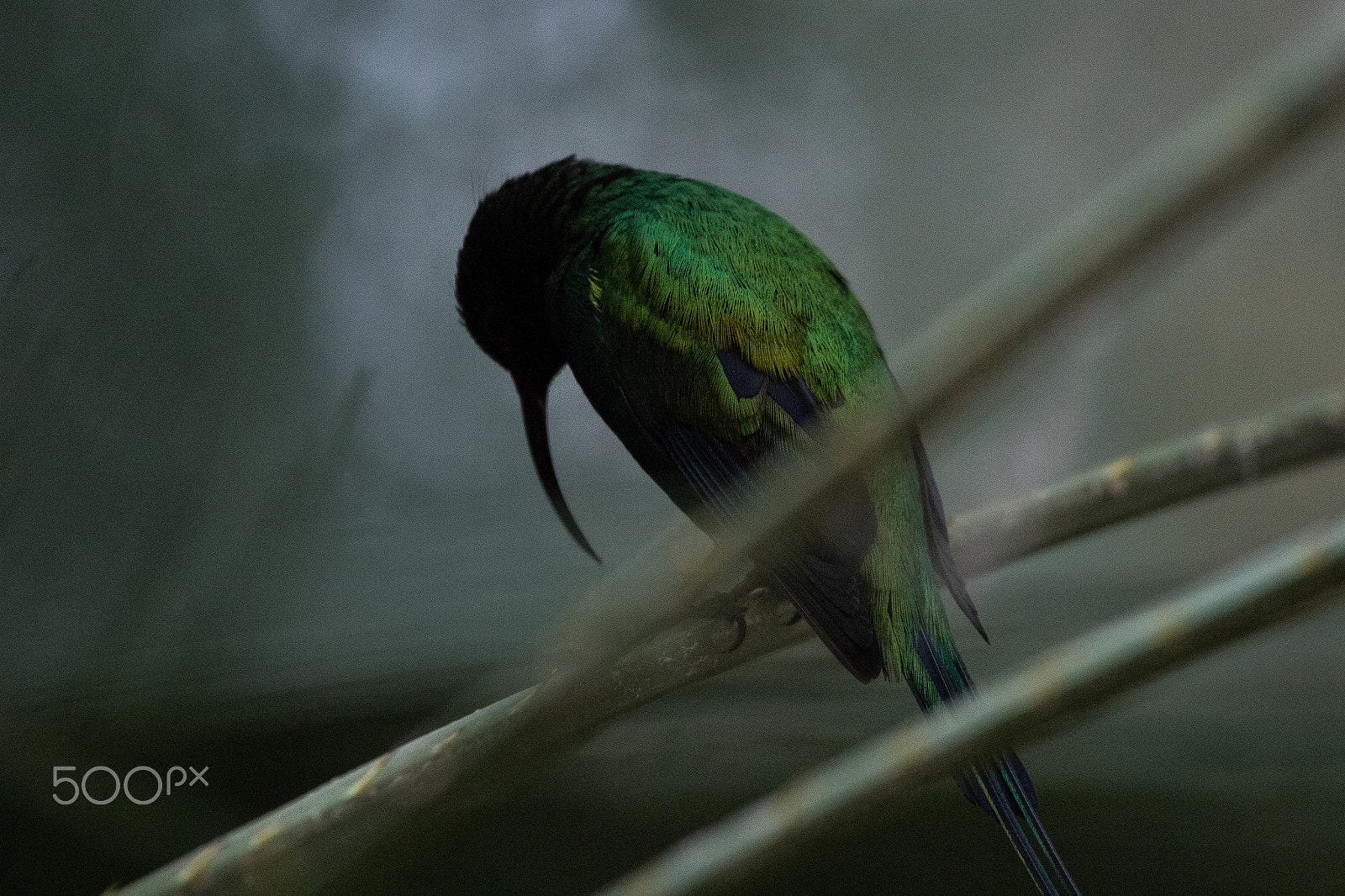 150-600mm F5-6.3 DG OS HSM | Contemporary 015 sample photo. Dying paradise photography