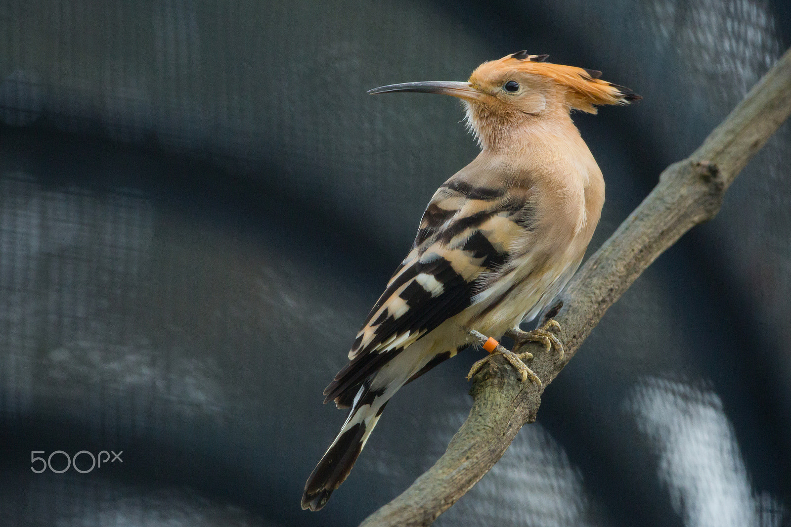 150-600mm F5-6.3 DG OS HSM | Contemporary 015 sample photo. Hoopoe photography
