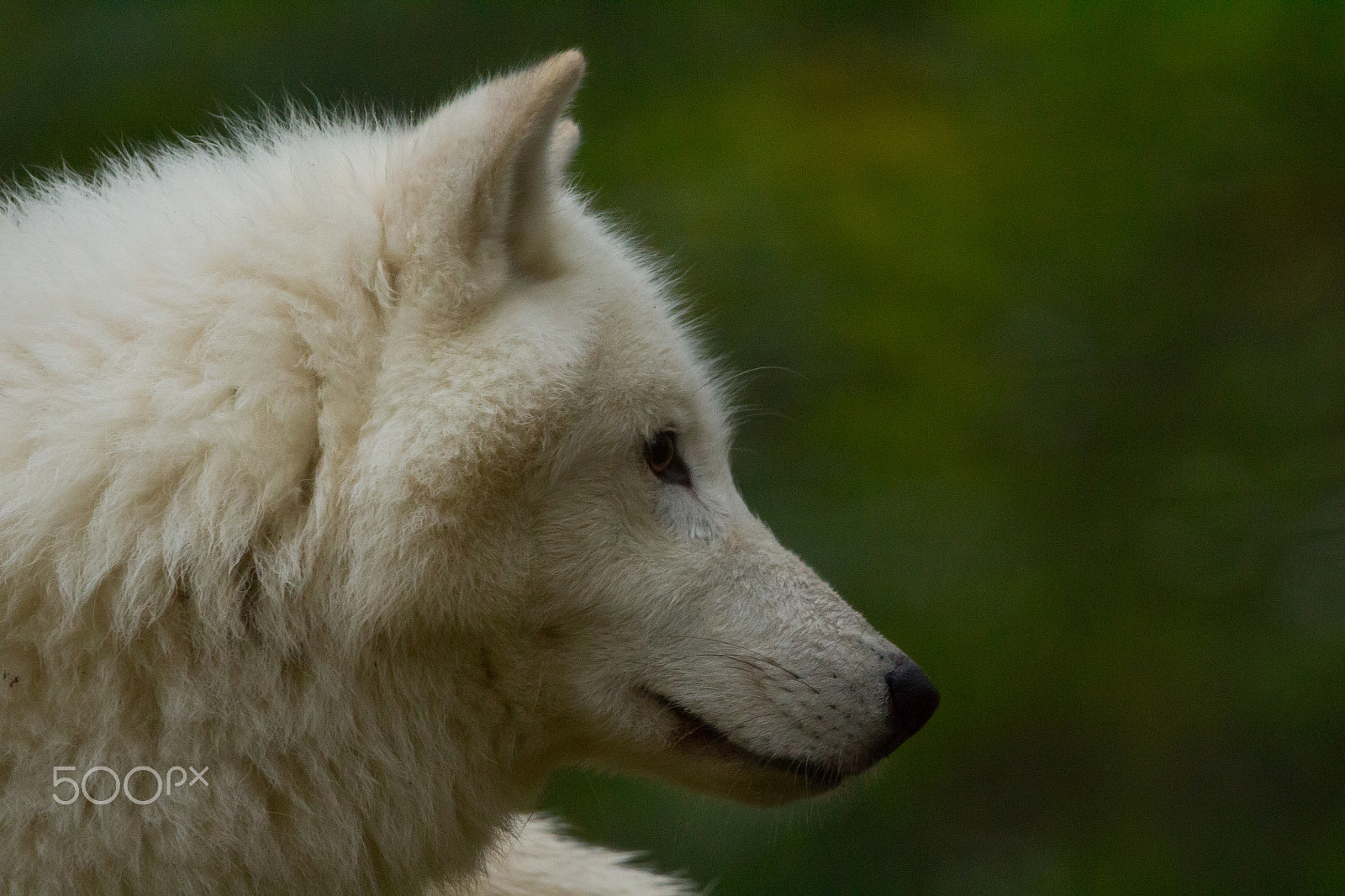 150-600mm F5-6.3 DG OS HSM | Contemporary 015 sample photo. Arctic wolf photography