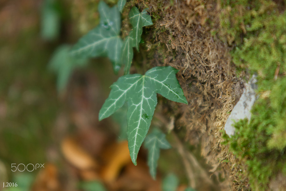 Sigma 70-200mm F2.8 EX DG OS HSM sample photo. Wimg photography