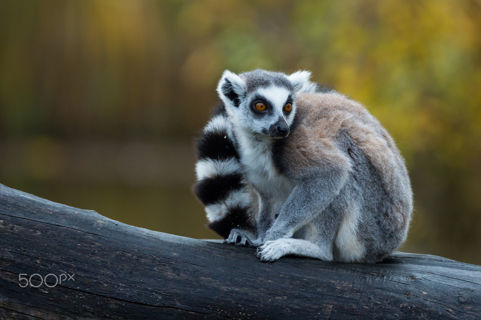 150-600mm F5-6.3 DG OS HSM | Contemporary 015 sample photo. Ring tailed lemur photography