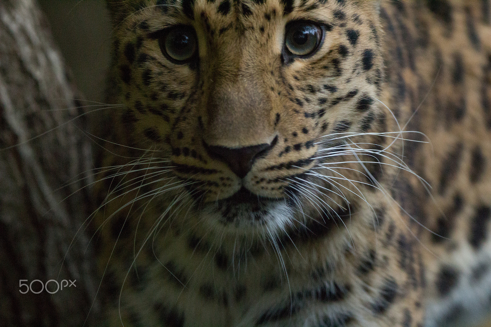 150-600mm F5-6.3 DG OS HSM | Contemporary 015 sample photo. Amur leopard photography
