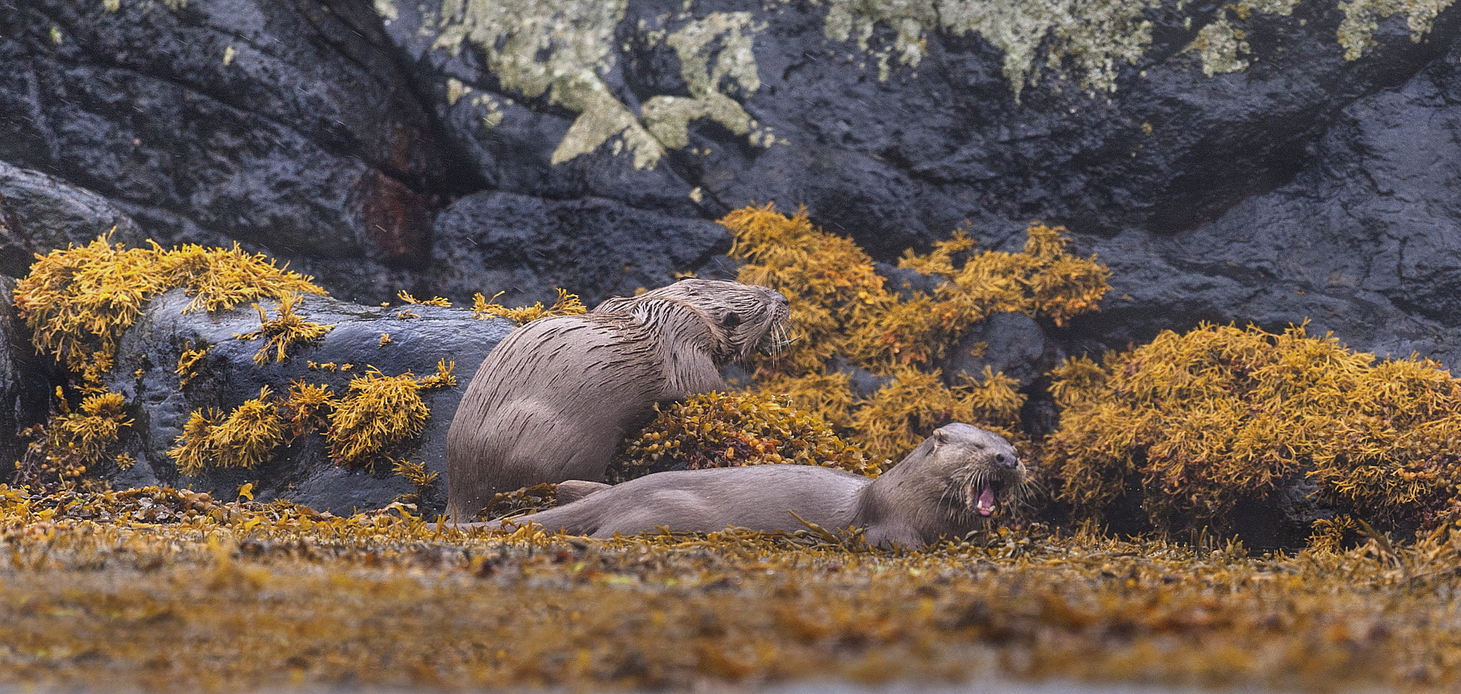 Nikon D700 + Nikon AF-S Nikkor 500mm F4G ED VR sample photo. Otters photography