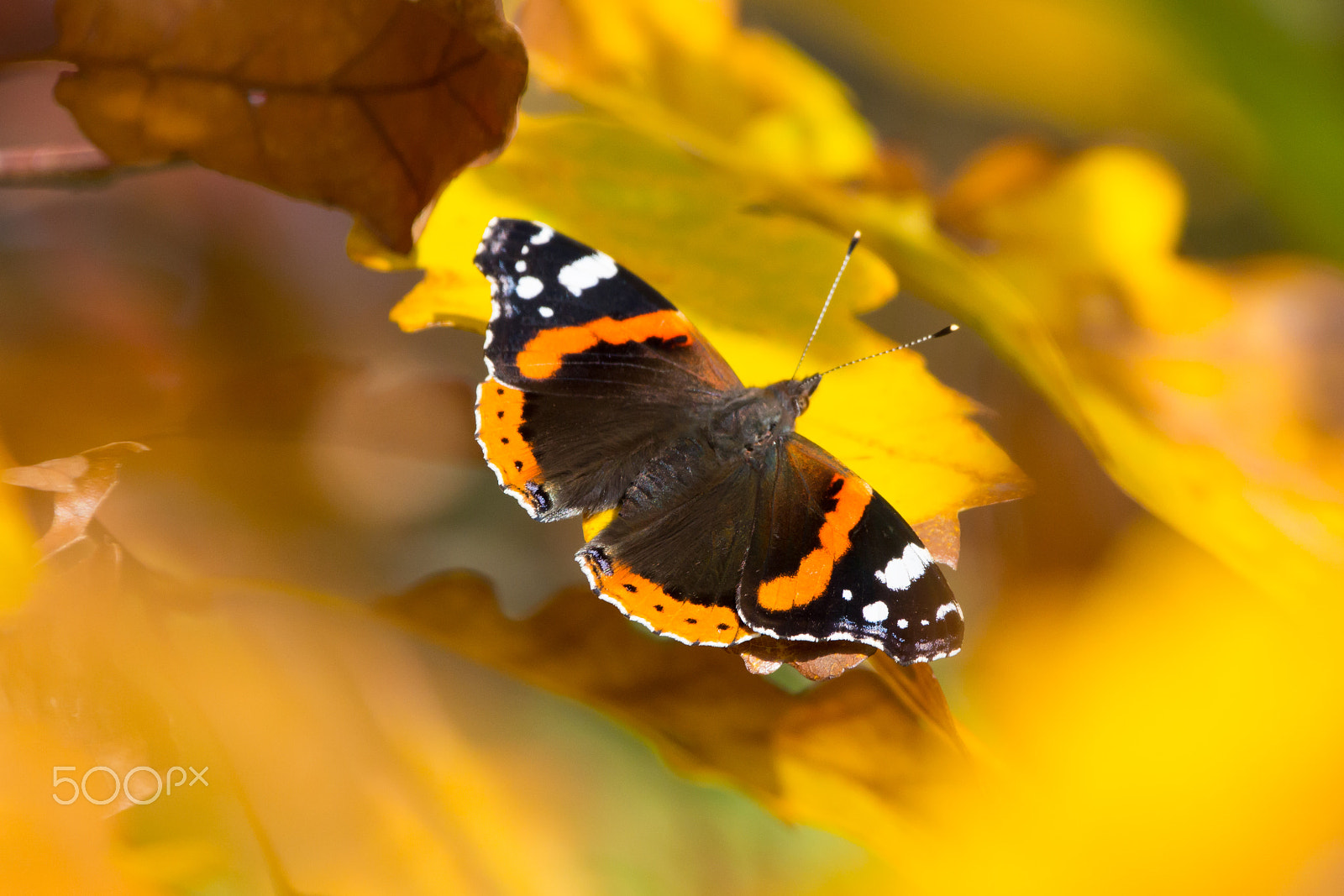 150-600mm F5-6.3 DG OS HSM | Contemporary 015 sample photo. Red admiral photography