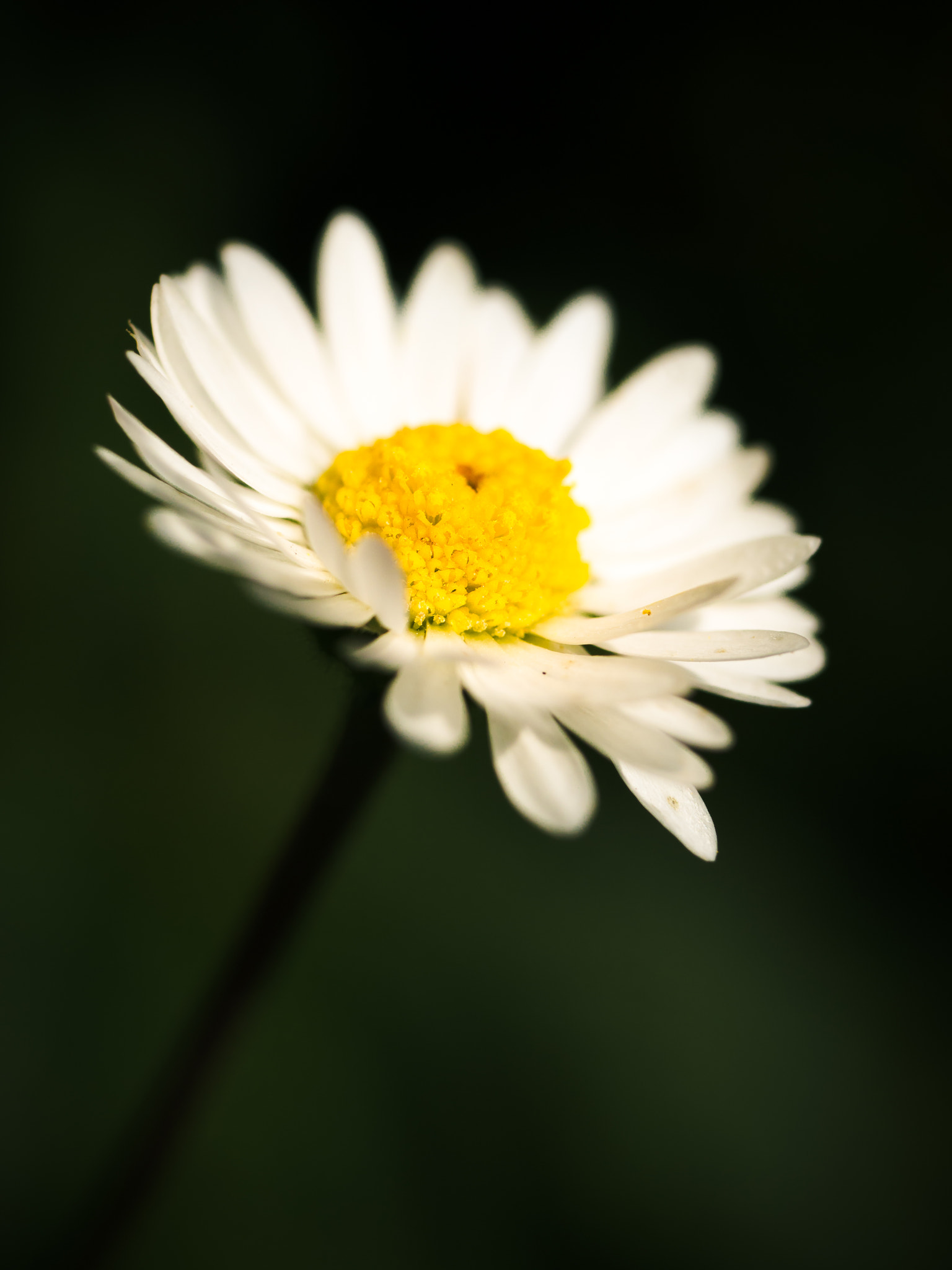 Olympus OM-D E-M10 sample photo. Marguerite [leucanthemum vulgare] v photography