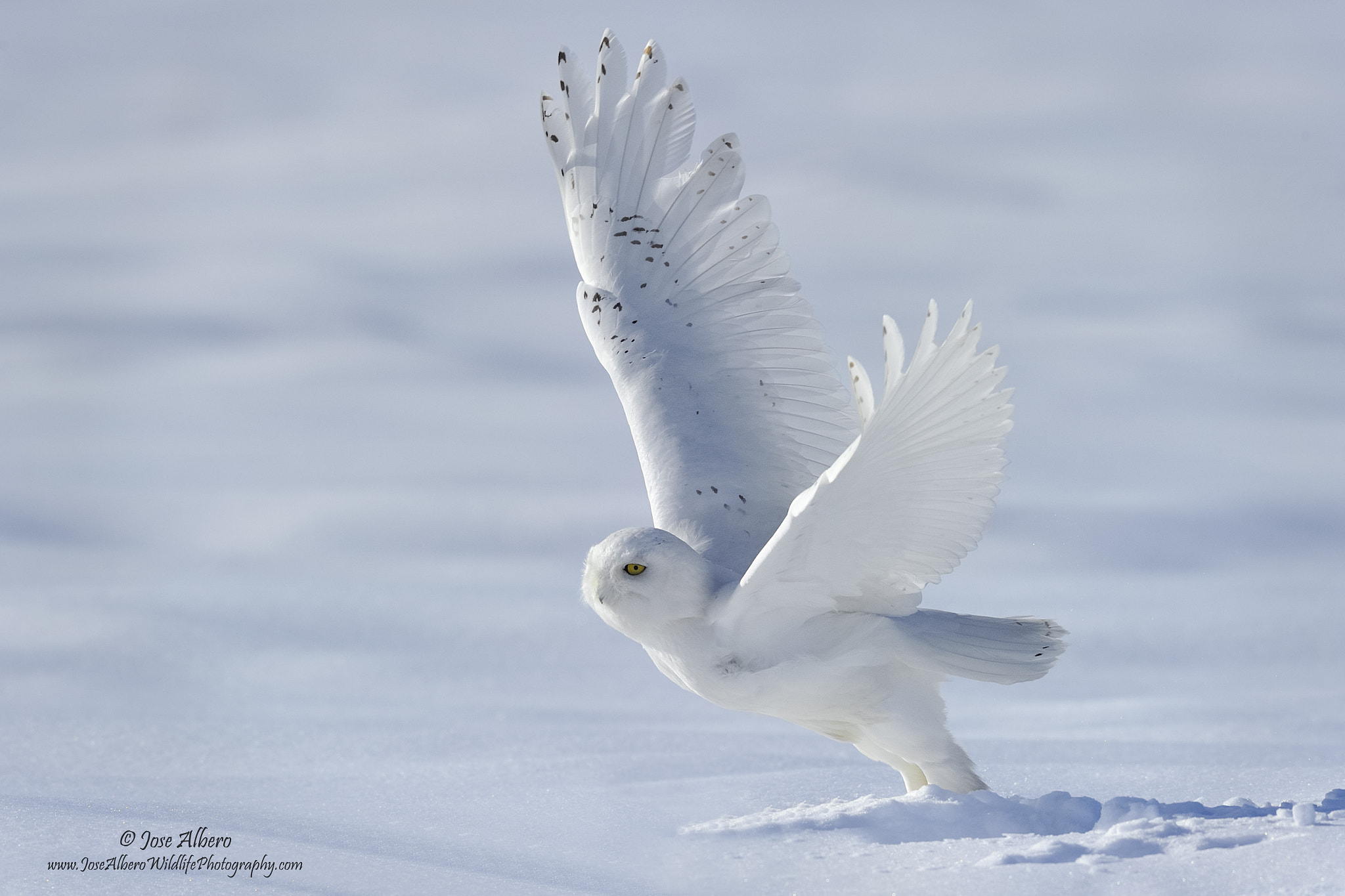 Nikon AF-S Nikkor 500mm F4D ED-IF II sample photo. Snowy take-off photography
