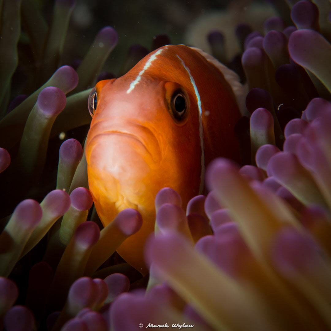 Nikon AF-S Micro-Nikkor 60mm F2.8G ED sample photo. Pink anemonefish | fiji | 2014.10.31 photography