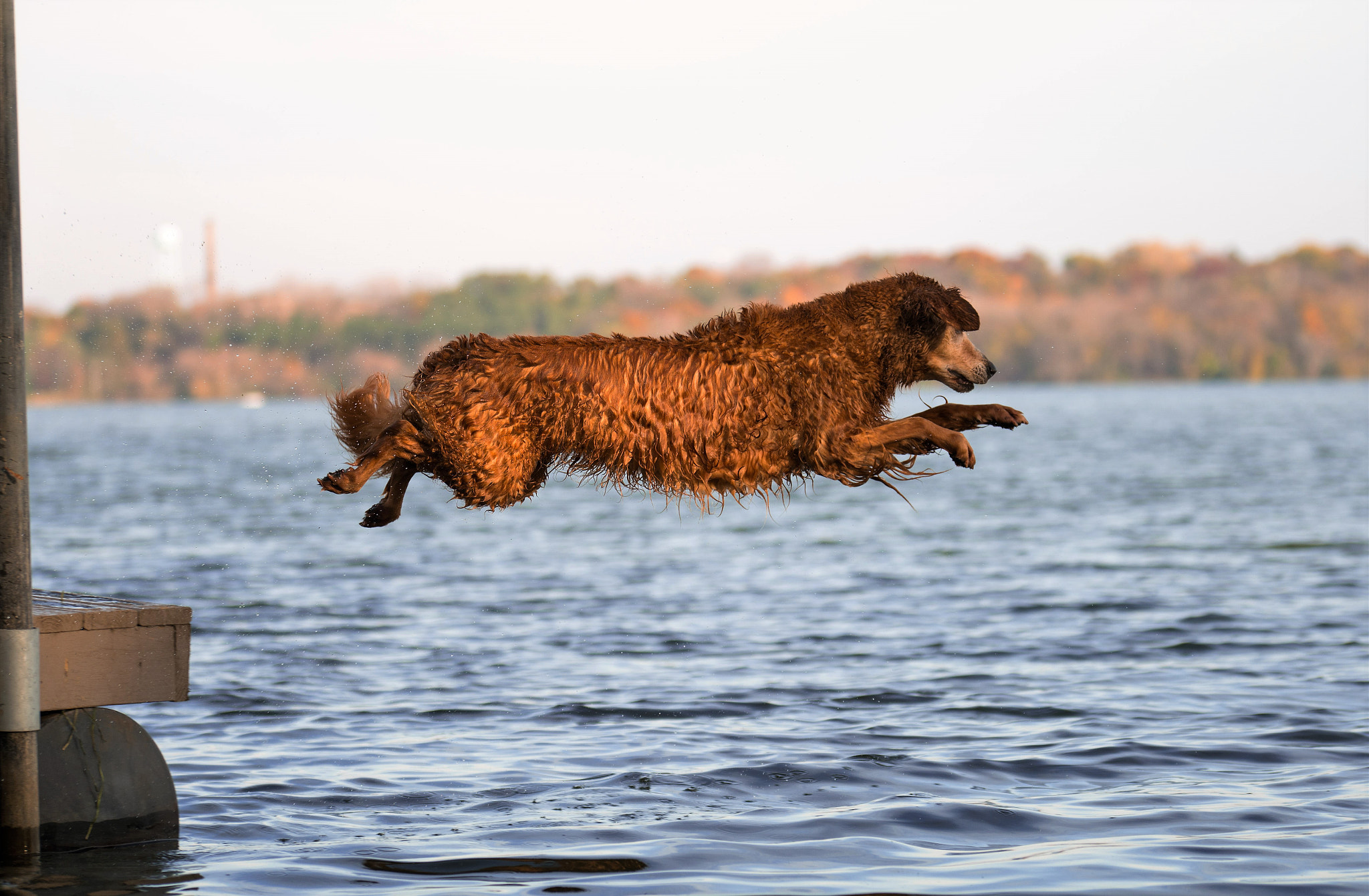 Nikon D7100 + Sigma 50-150mm F2.8 EX APO DC OS HSM sample photo. Dock dive (fall) photography