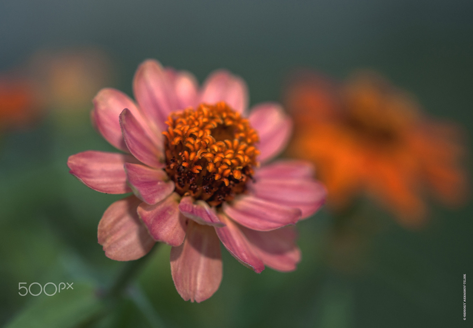 Sigma 105mm F2.8 EX DG OS HSM sample photo. Цинния photography