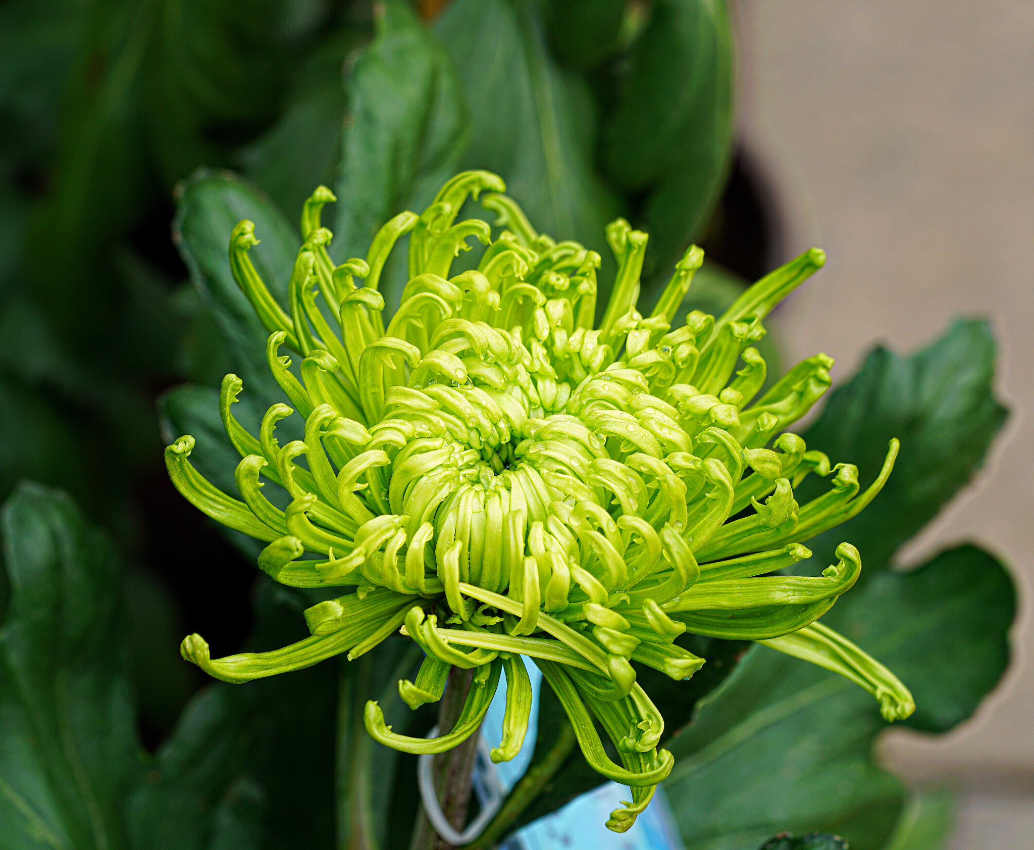 Sony a7R II + Sony FE 90mm F2.8 Macro G OSS sample photo