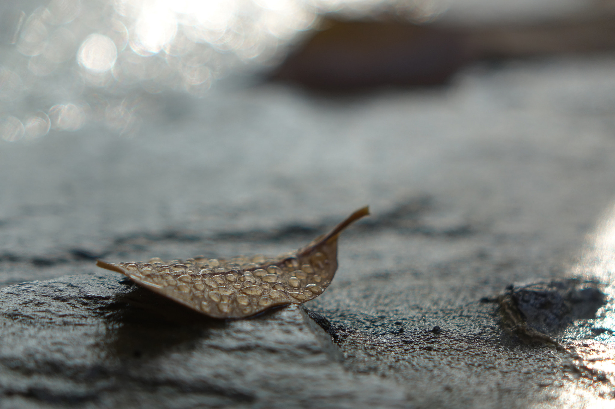 Sony Cyber-shot DSC-RX10 sample photo. A leaf is going to sleep photography