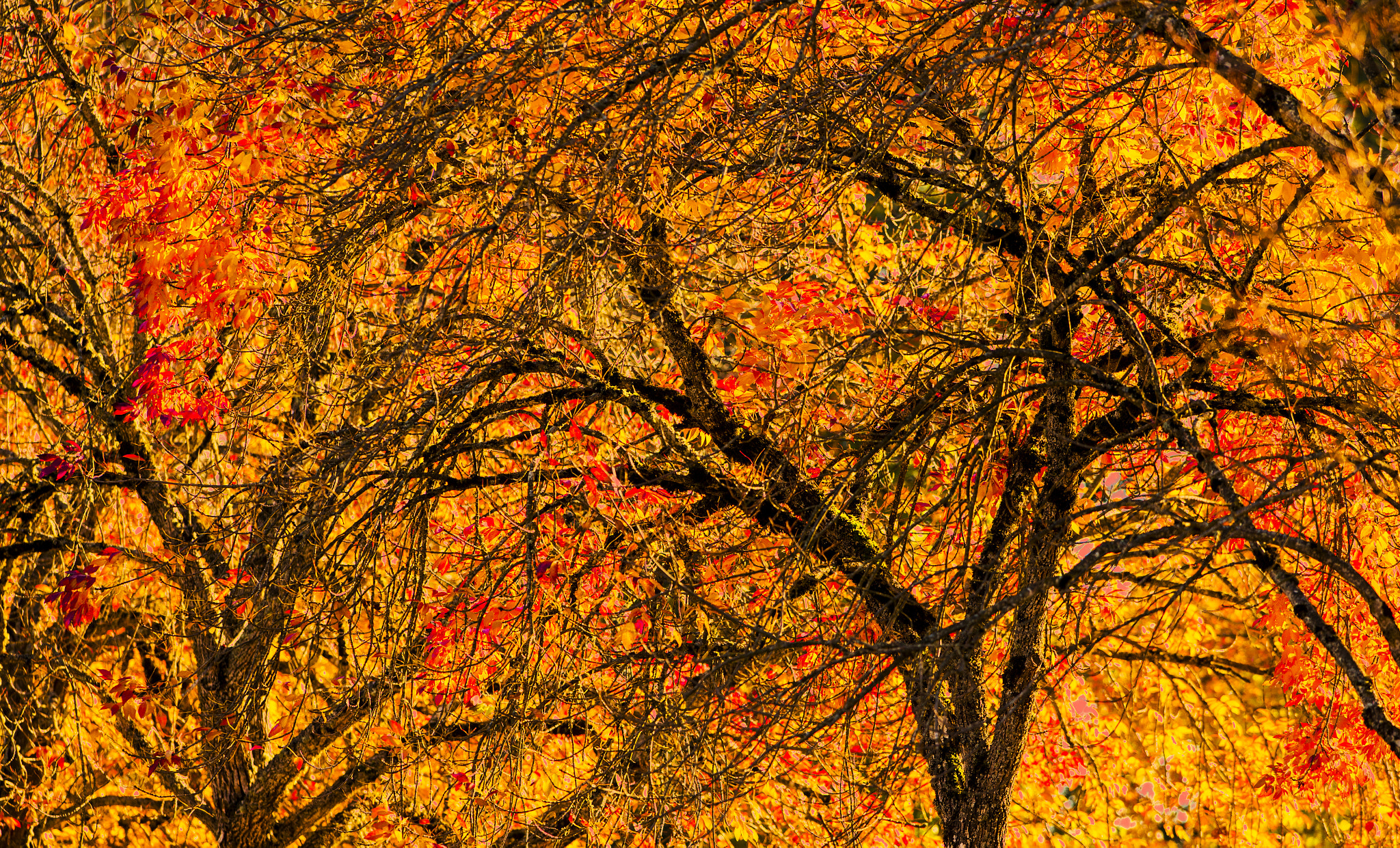 Nikon AF-S Nikkor 300mm F2.8G ED VR II sample photo. Trees photography