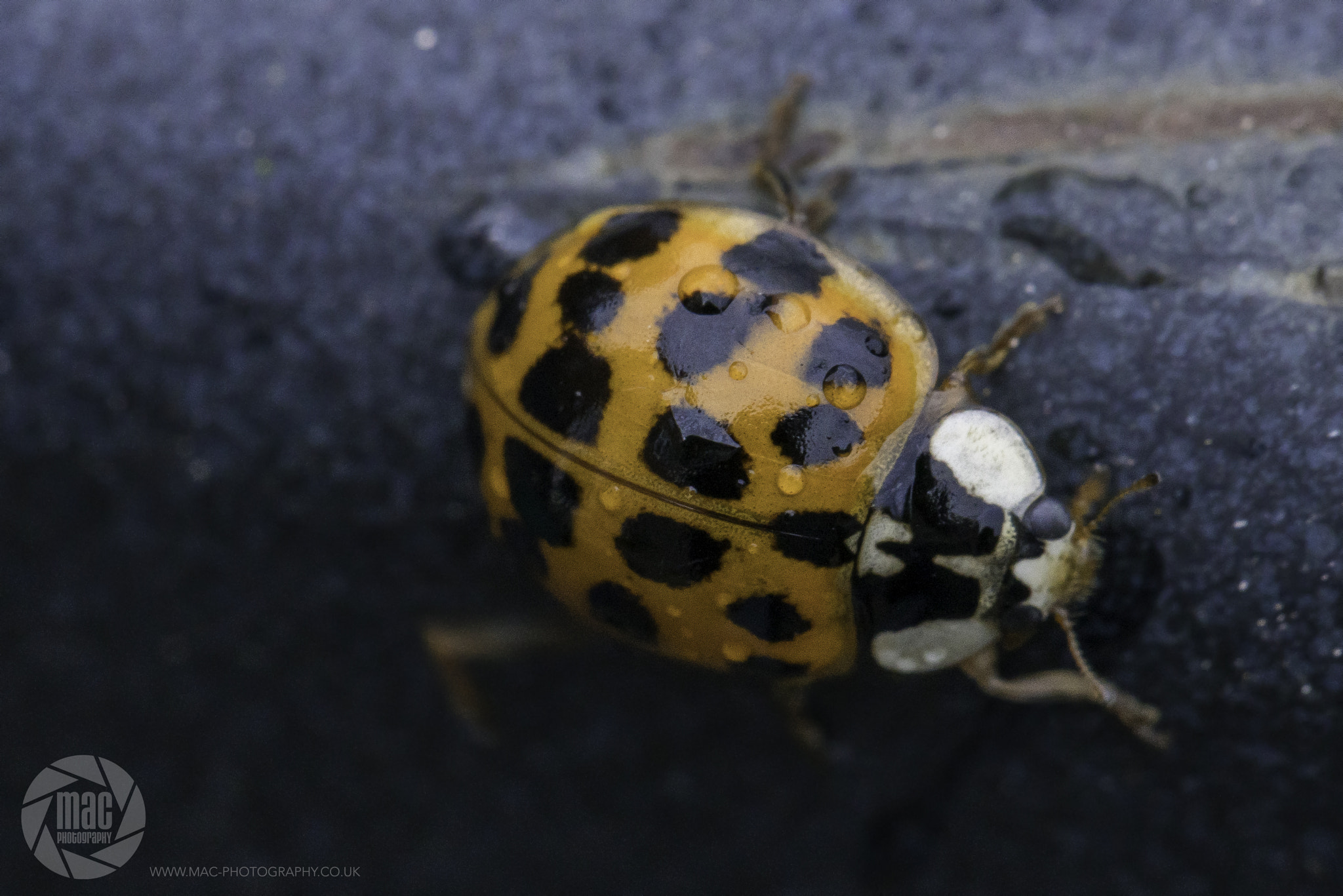Tamron 18-270mm F3.5-6.3 Di II PZD sample photo. Ladybird photography