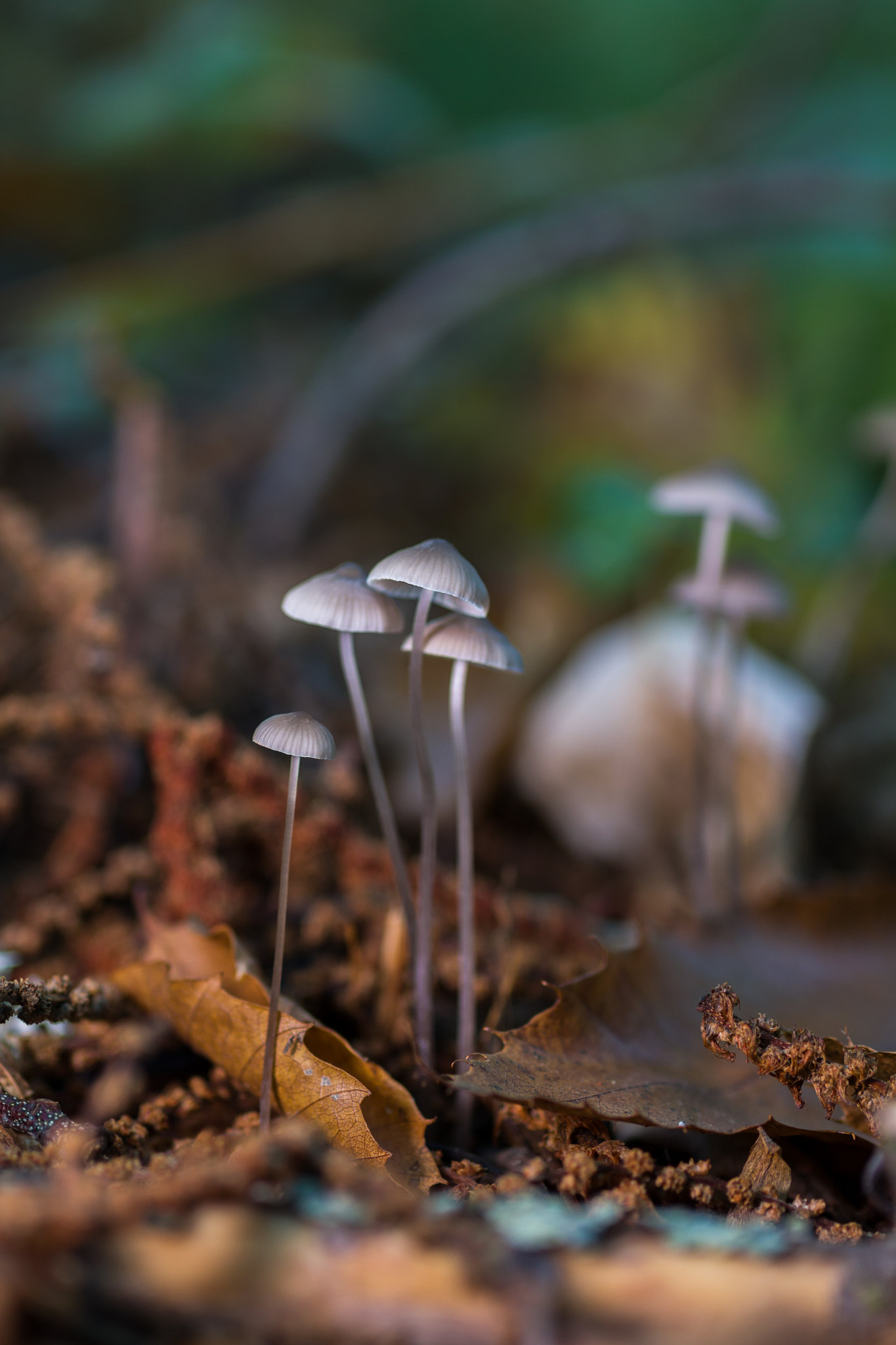 Sigma 50mm f/2.8 EX sample photo. Mycena sp photography