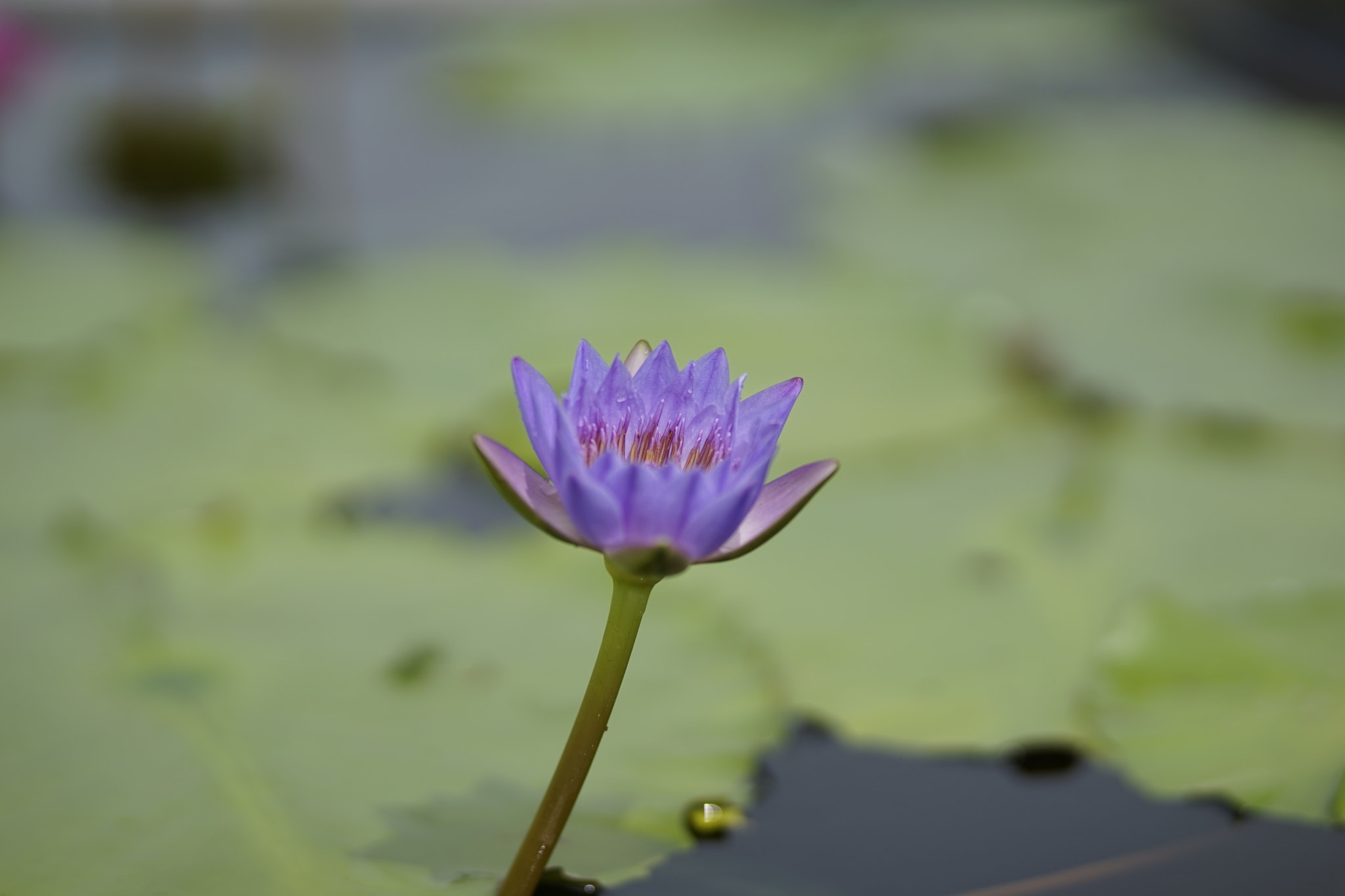 Sony a7 + Canon EF 85mm F1.8 USM sample photo. 荷花 photography
