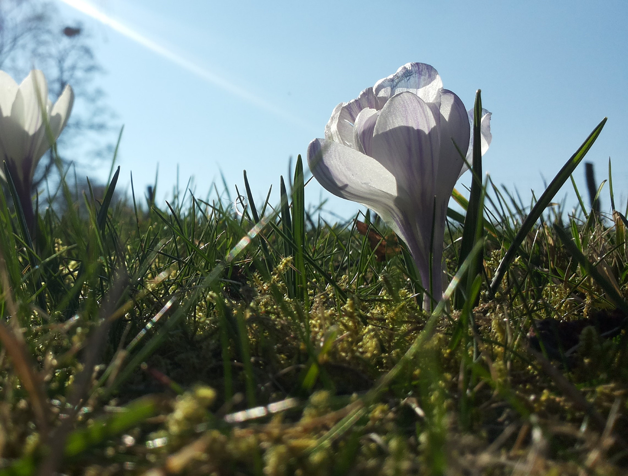 Samsung Galaxy S2 Plus sample photo. Krokus an der havel photography