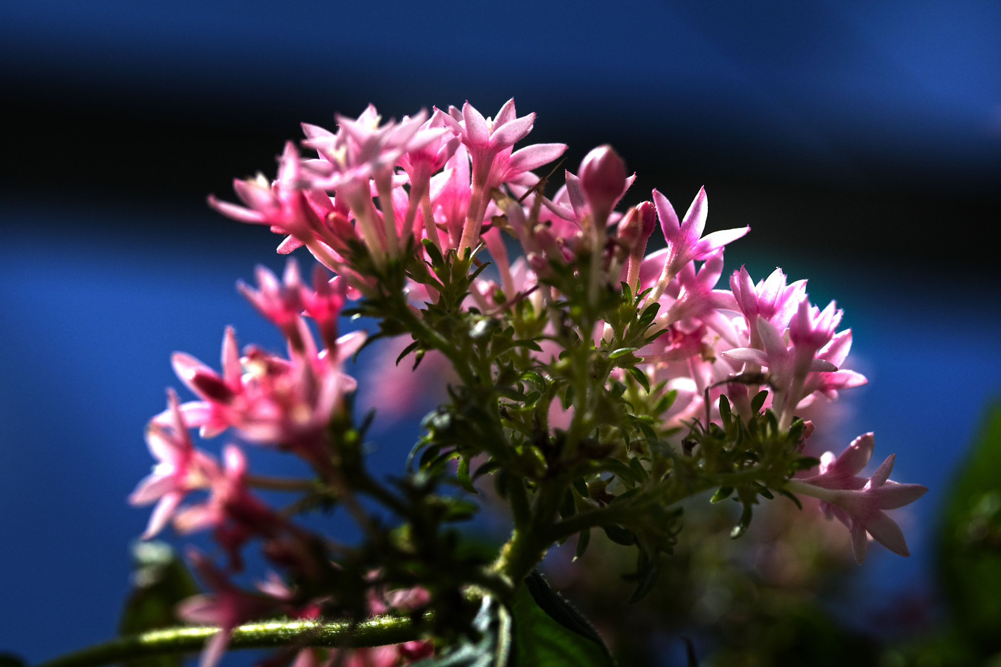 Canon EF-S 60mm F2.8 Macro USM sample photo. Pink flowers photography