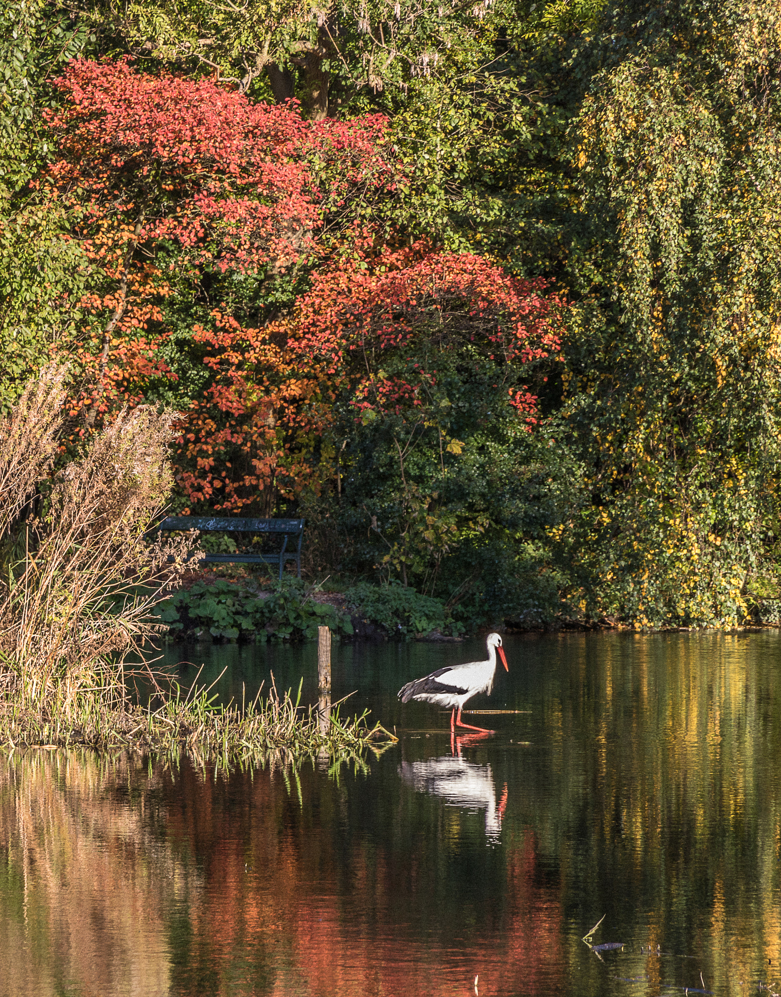 Canon EOS 760D (EOS Rebel T6s / EOS 8000D) sample photo. Nature - autumn photography