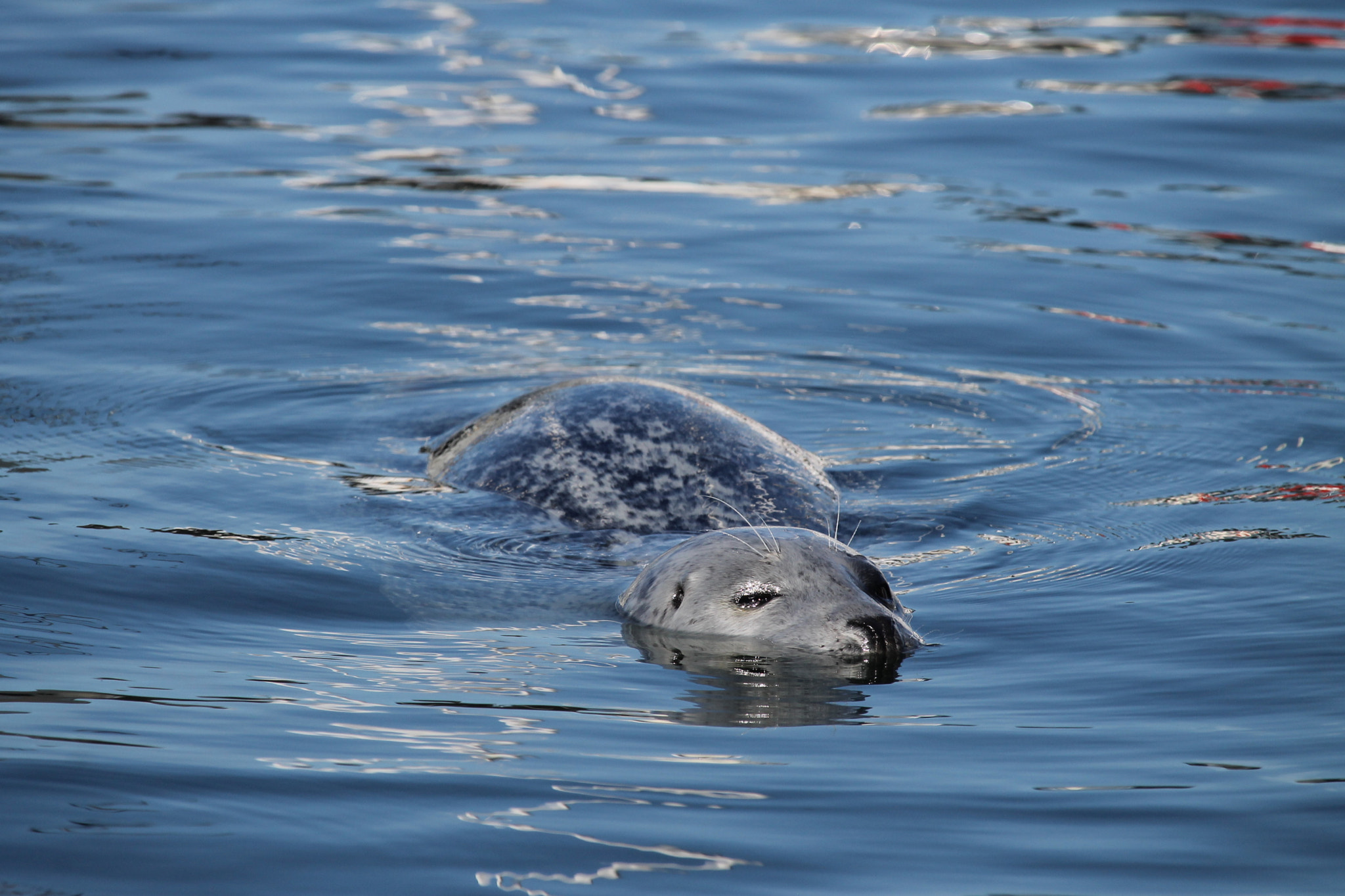 Canon EF-S 55-250mm F4-5.6 IS STM sample photo. @victoriabc photography