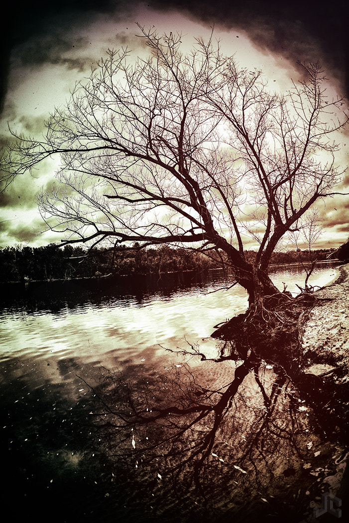 Nikon D610 + Nikon AF Fisheye-Nikkor 16mm F2.8D sample photo. Creepy tree photography