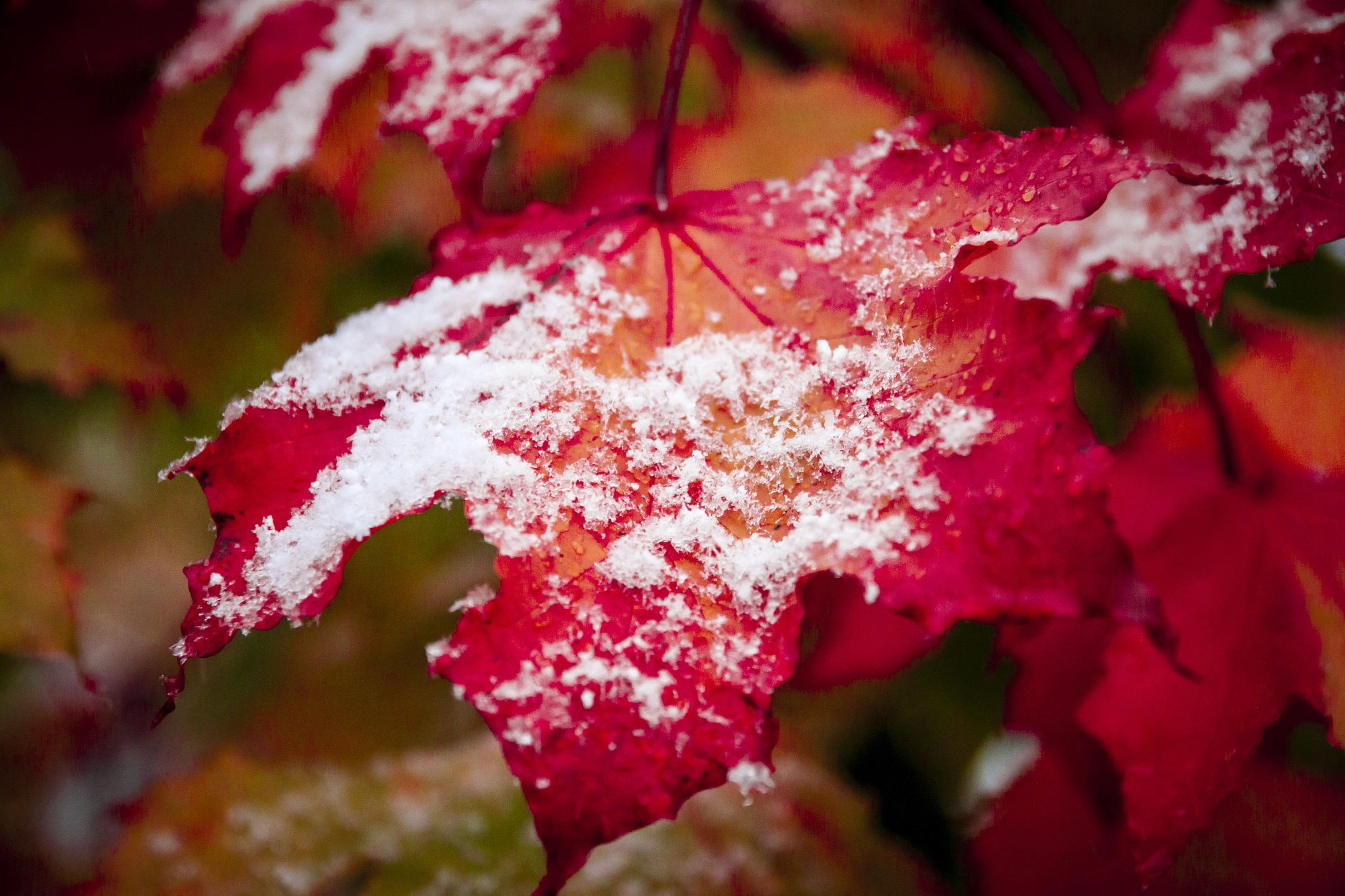 Canon EOS 500D (EOS Rebel T1i / EOS Kiss X3) sample photo. First snow photography