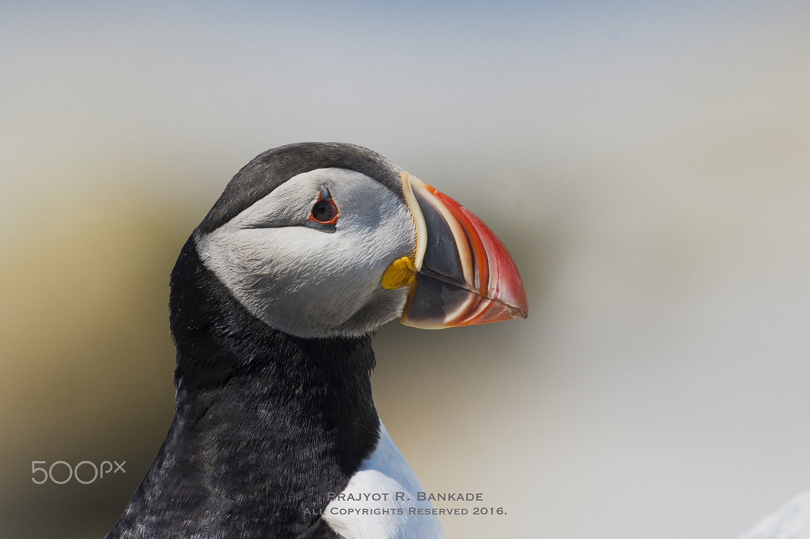 Nikon AF-S Nikkor 500mm F4G ED VR sample photo. Atlantic puffin photography