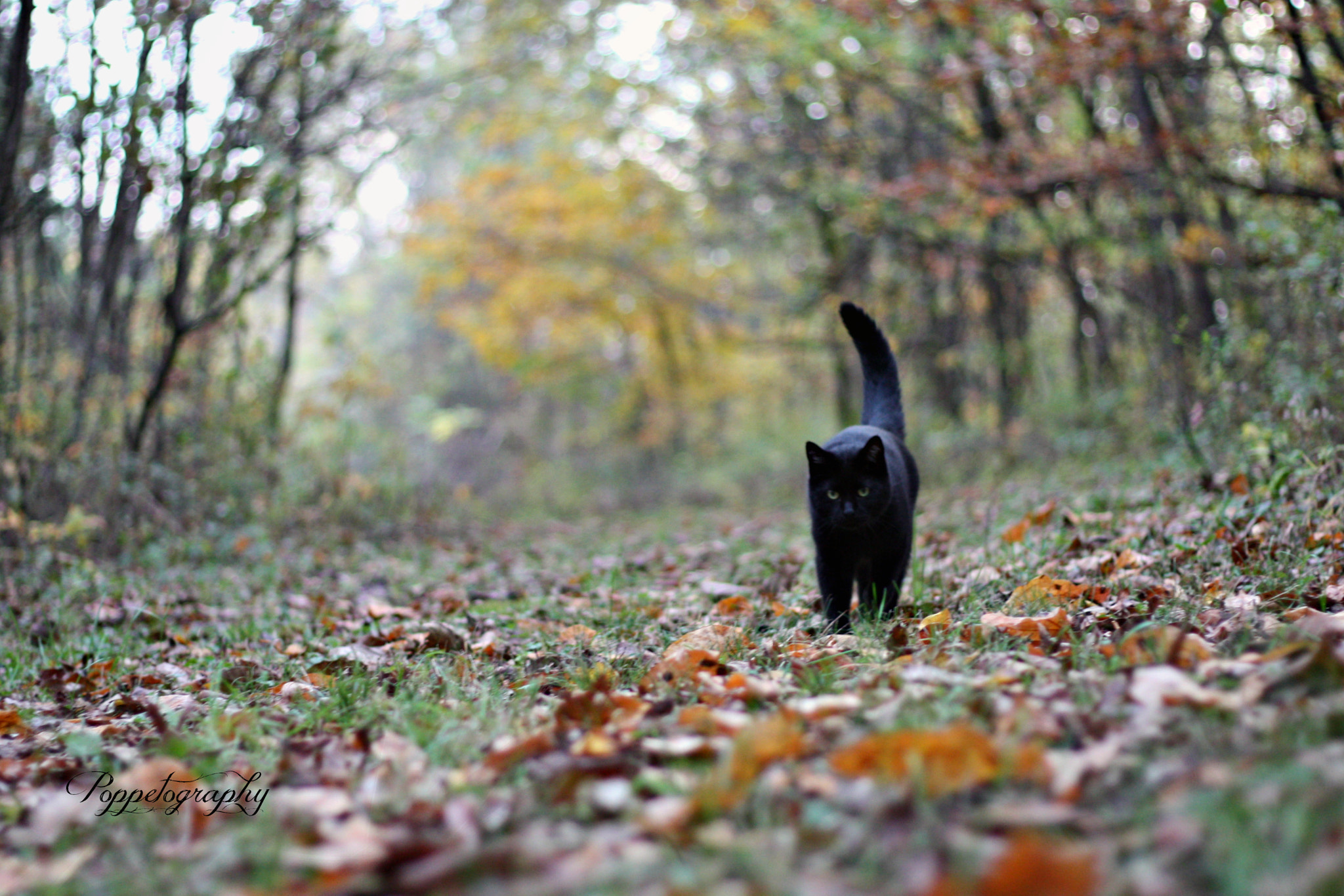 Canon EOS 450D (EOS Rebel XSi / EOS Kiss X2) sample photo. Black cat saturday night photography